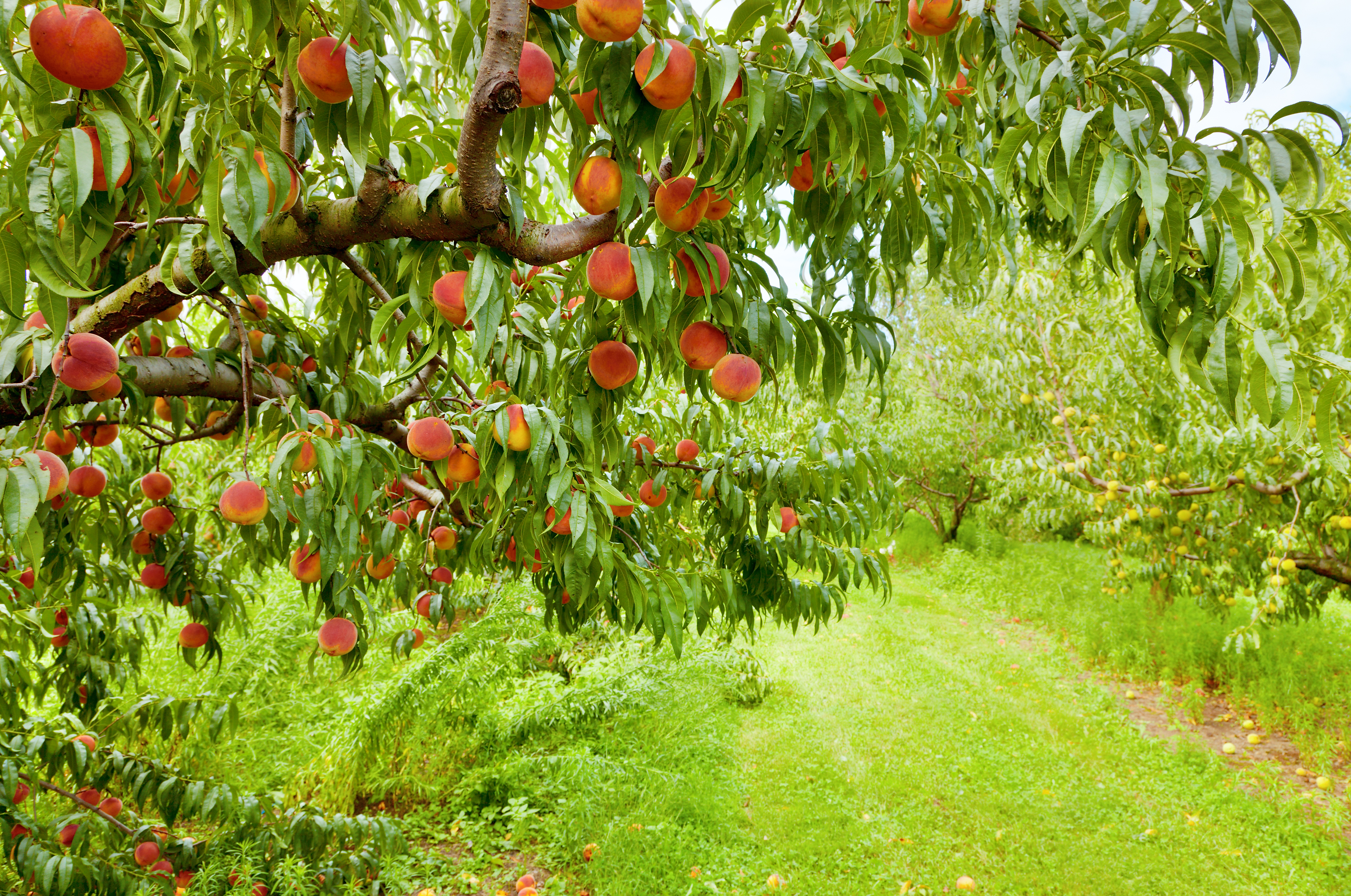 Rustique et facile à cultiver, le pêcher de vigne offre des pêches rouges, jaunes ou blanches, dont la saveur sucrée et acidulée égaye la fin de l’été. Copyright (c) 2012 Alexey Stiop/Shutterstock.