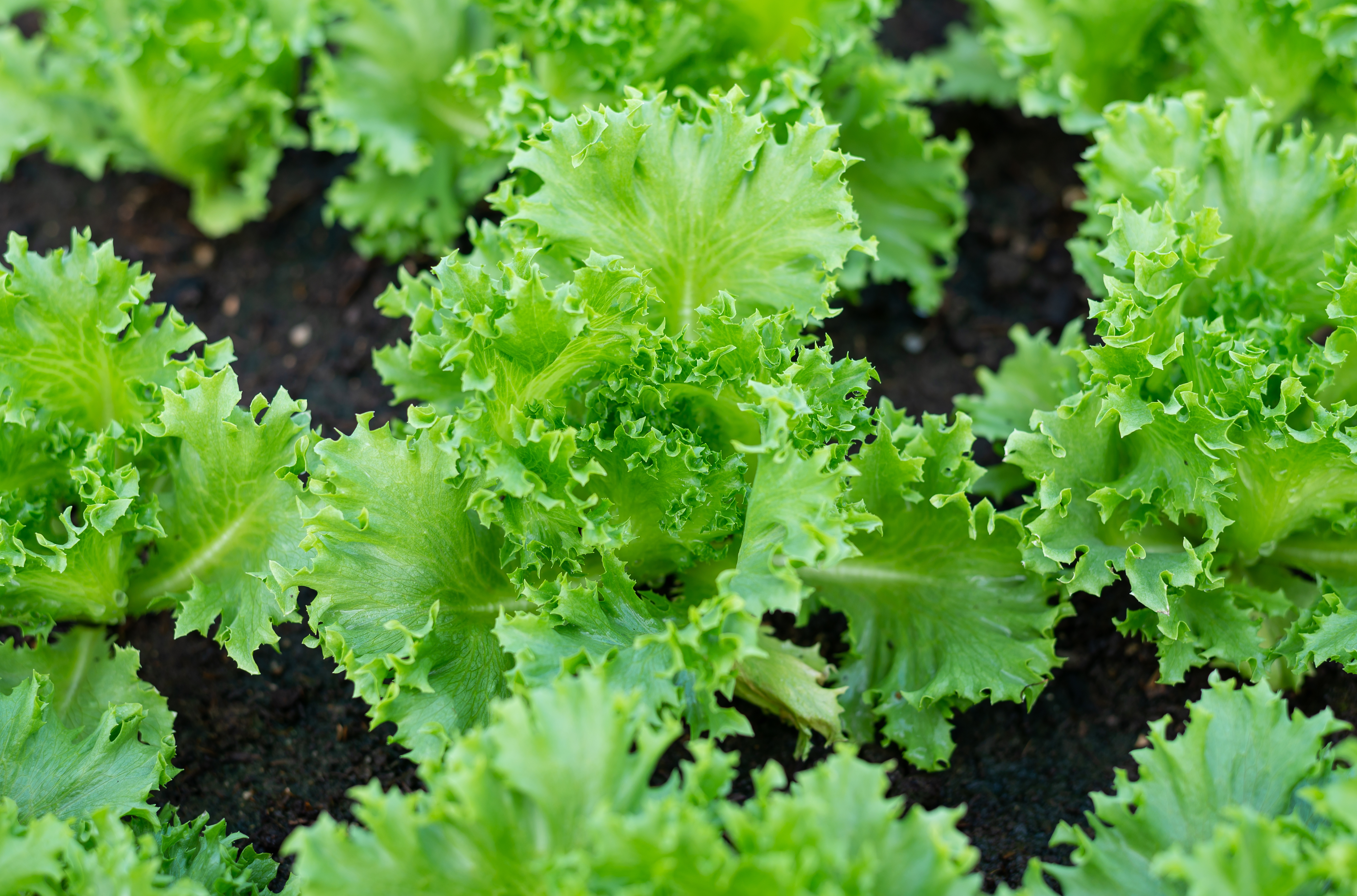 Variété de laitue batavia, la salade iceberg est rustique et de culture facile. Légume feuille par excellence, elle forme une pomme bien ferme et compacte. Copyright (c) 2022 woraatep suppavas/Shutterstock.
