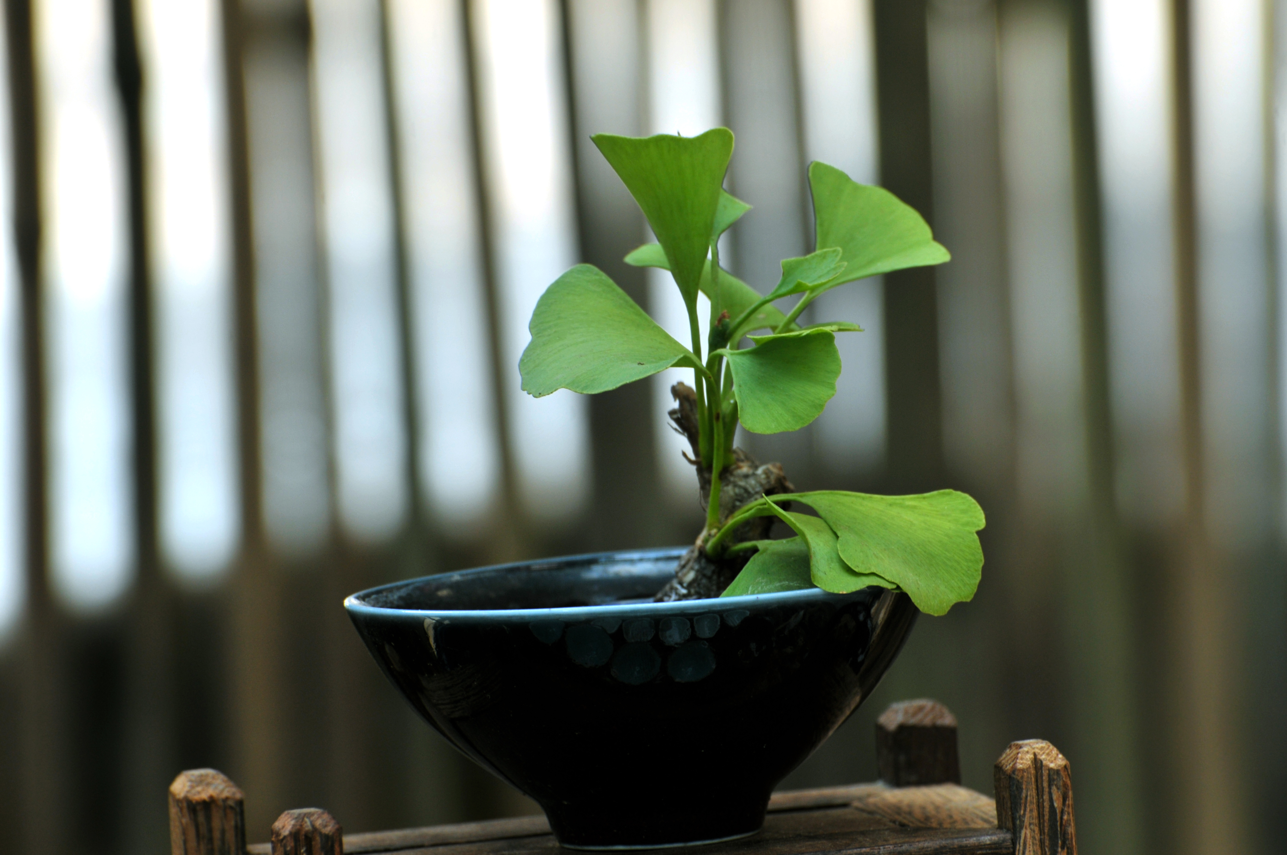 Las hojas de laurus nobilis son la fuente de hierbas populares y se utilizan en recetas y Las hojas de laurus nobilis son la fuente de hierbas populares y se utilizan en recetas y