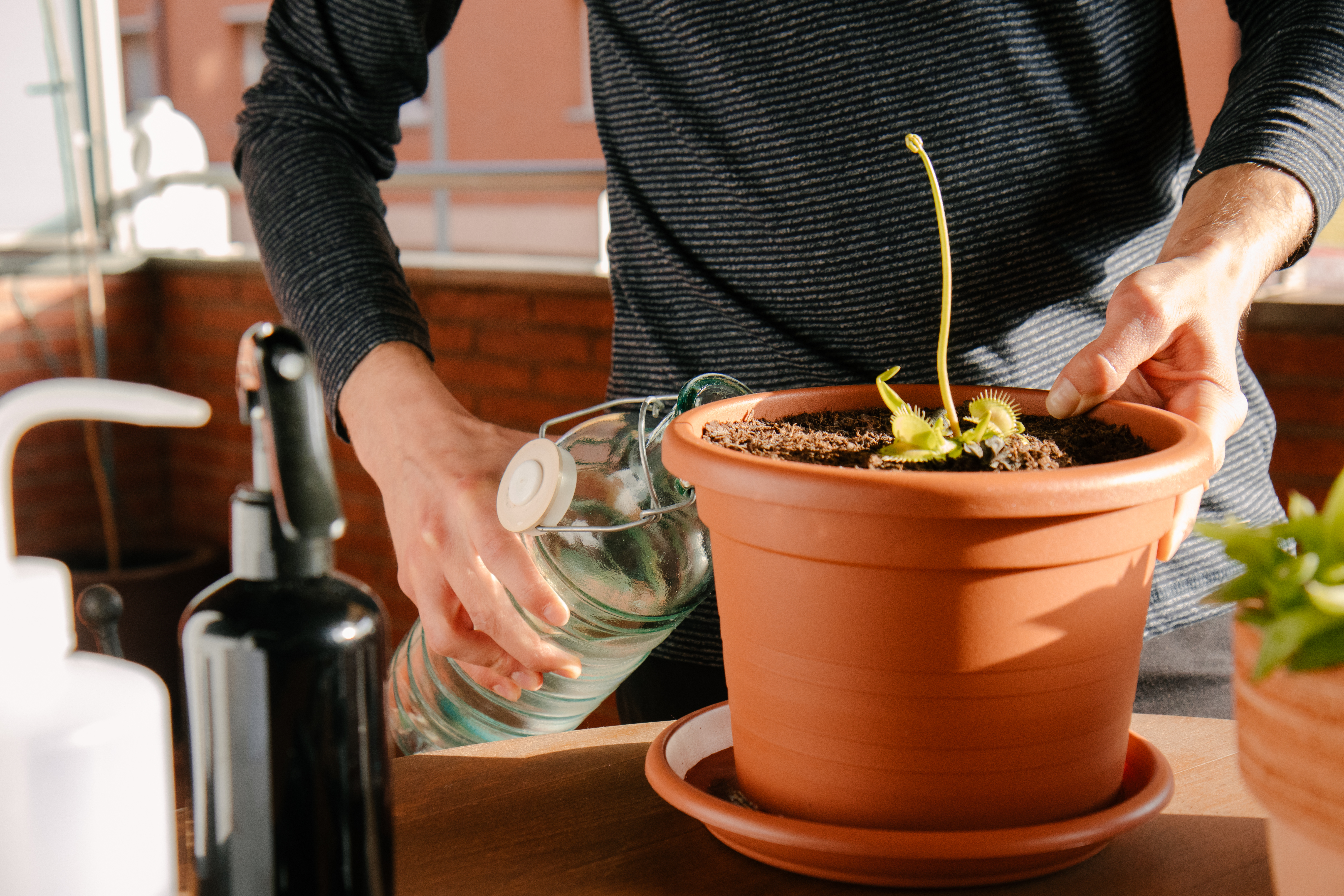 Entretien des plantes carnivores : des plantes pas tout  fait comme les  autres, mais faciles  cultiver - Le Parisien Jardin