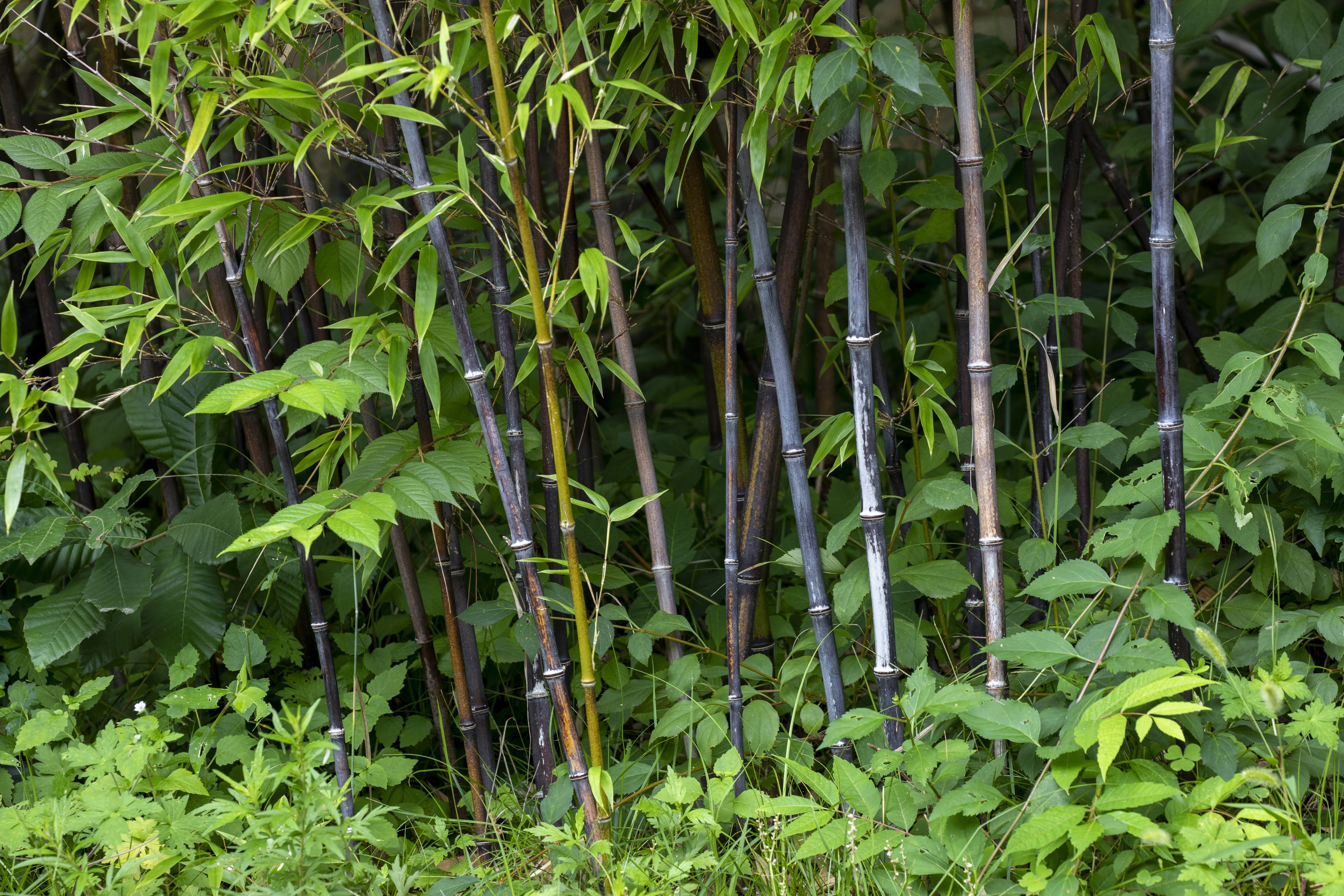Le bambou noir, un décor original pour votre jardin. Copyright (c) 2022 Stock for you/Shutterstock.