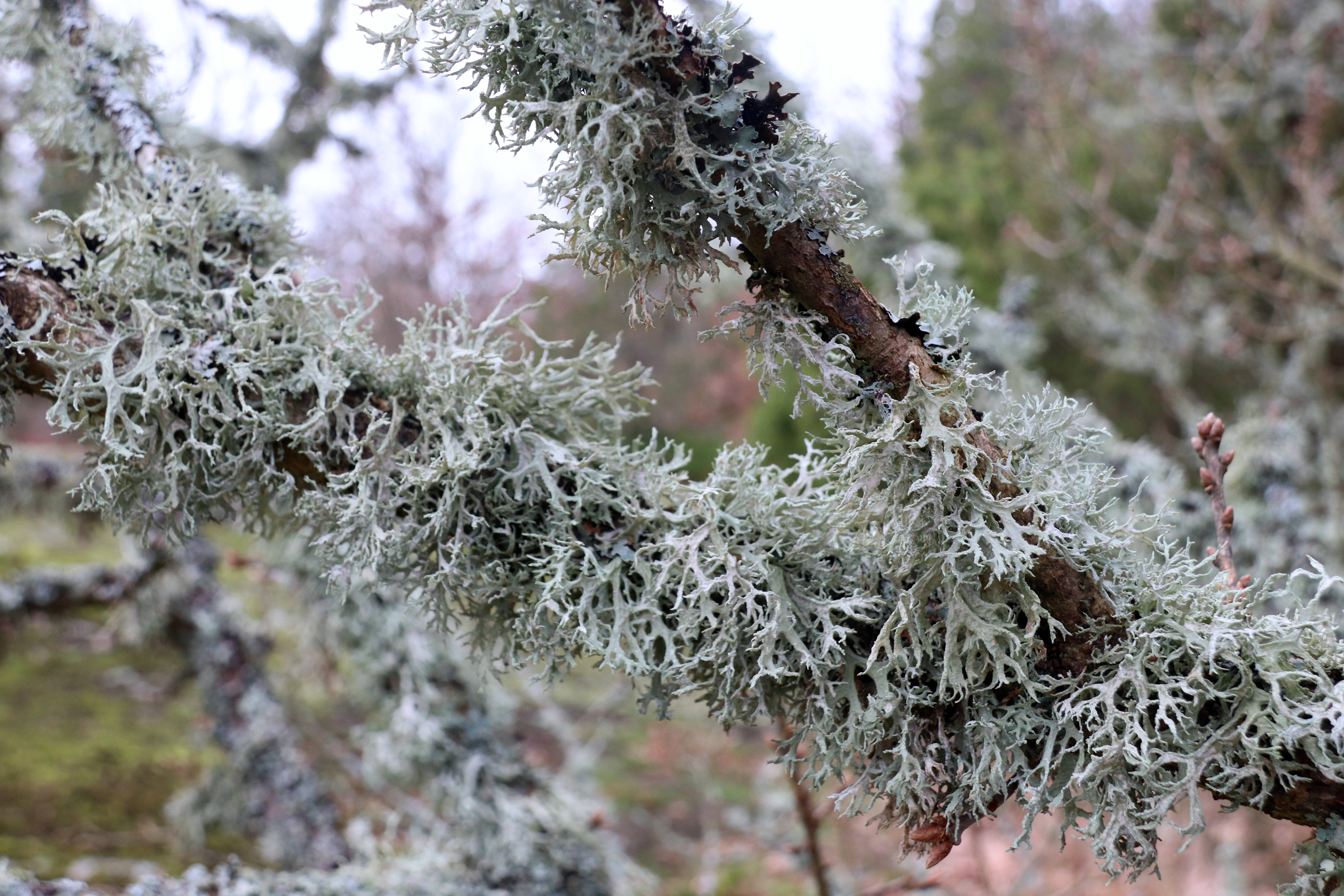 Les lichens, comme les mousses, traînent derrière eux une mauvaise réputation de parasites. Copyright (c) 2020 Kent Johnsen/Shutterstock.