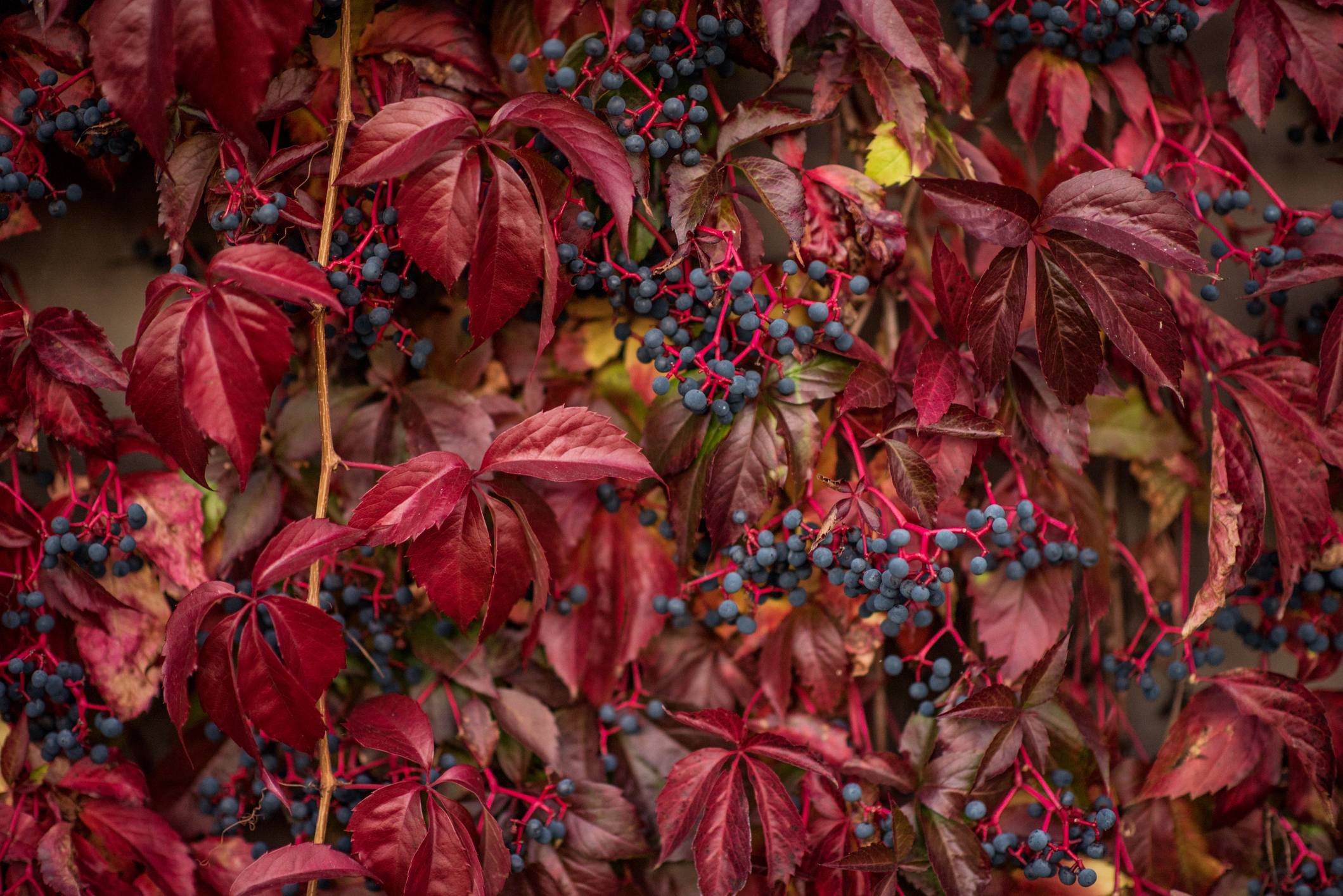 La vigne vierge est une grimpante ligneuse intemporelle, vigoureuse et robuste. Copyright (c) Lucia Kindernayova/ Istock