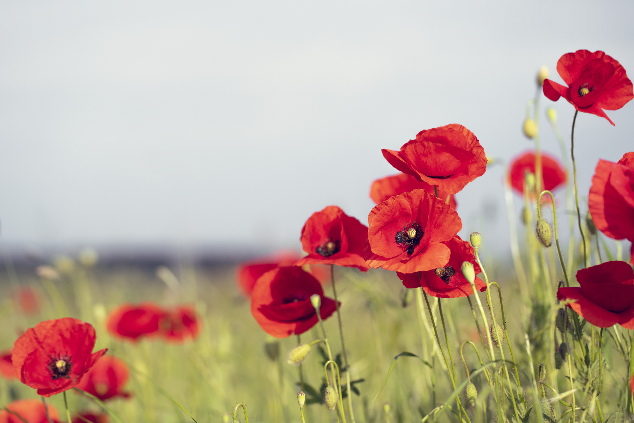 Coquelicot. C’est un mot, une fleur et tellement plus dans le cœur de nombreux amoureux de la nature. Copyright (c) bgfoto/Istock