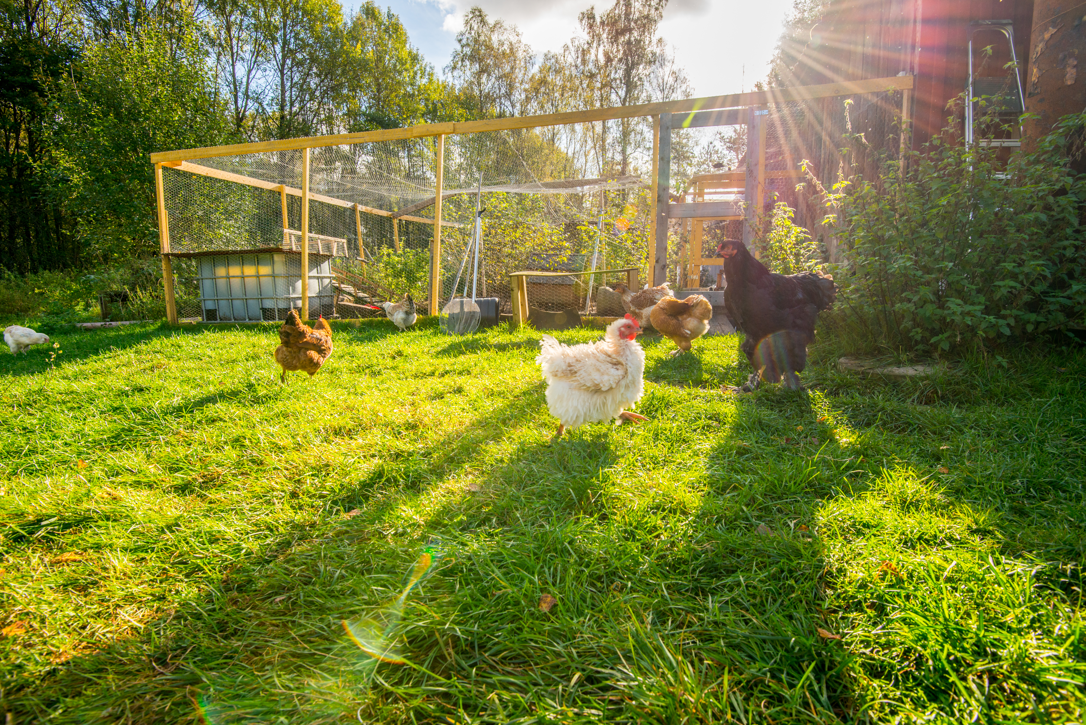 Enclos à poules : la meilleure protection pour vos volailles.