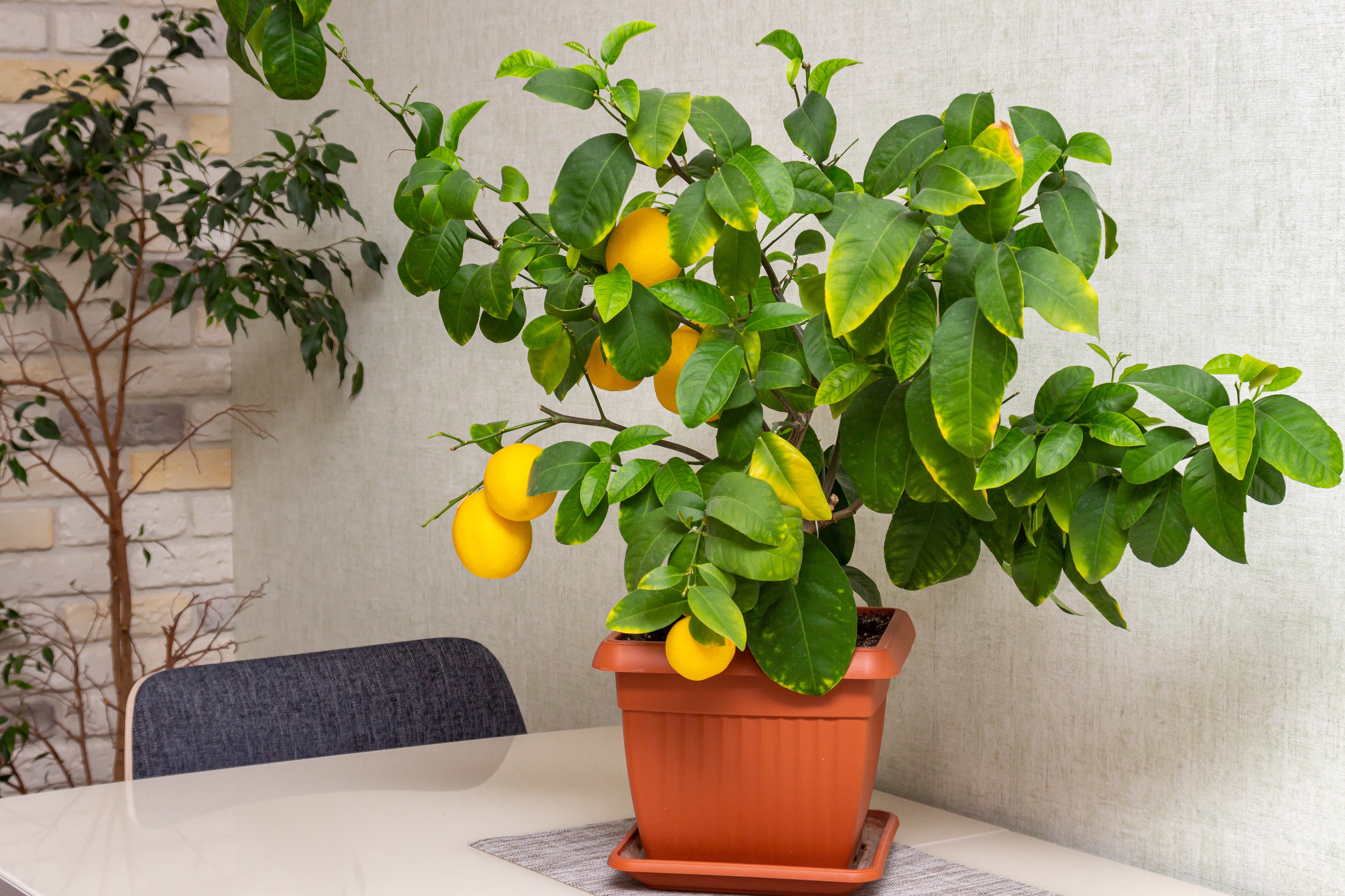 Les meilleurs conseils pour avoir un beau citronnier en pot - Le