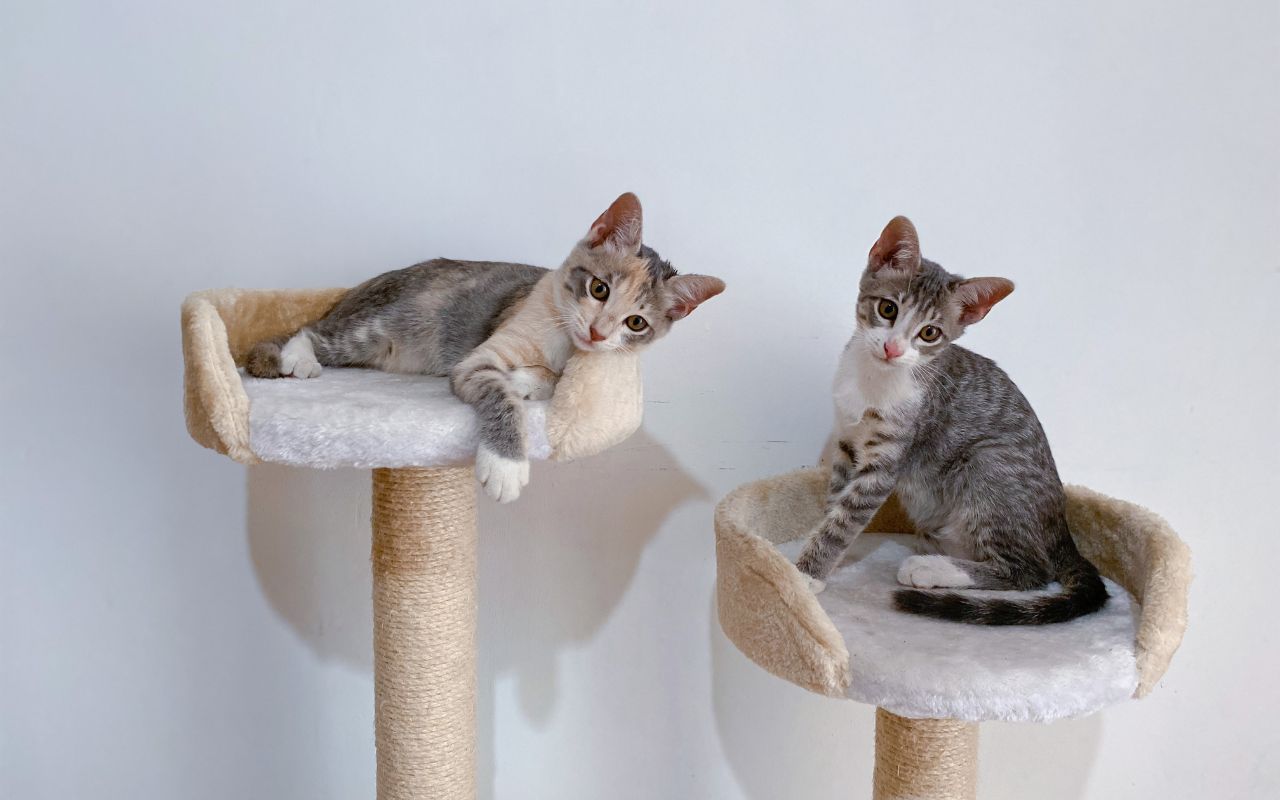 Arbre à chat & griffoir pour chatton - Comparaison