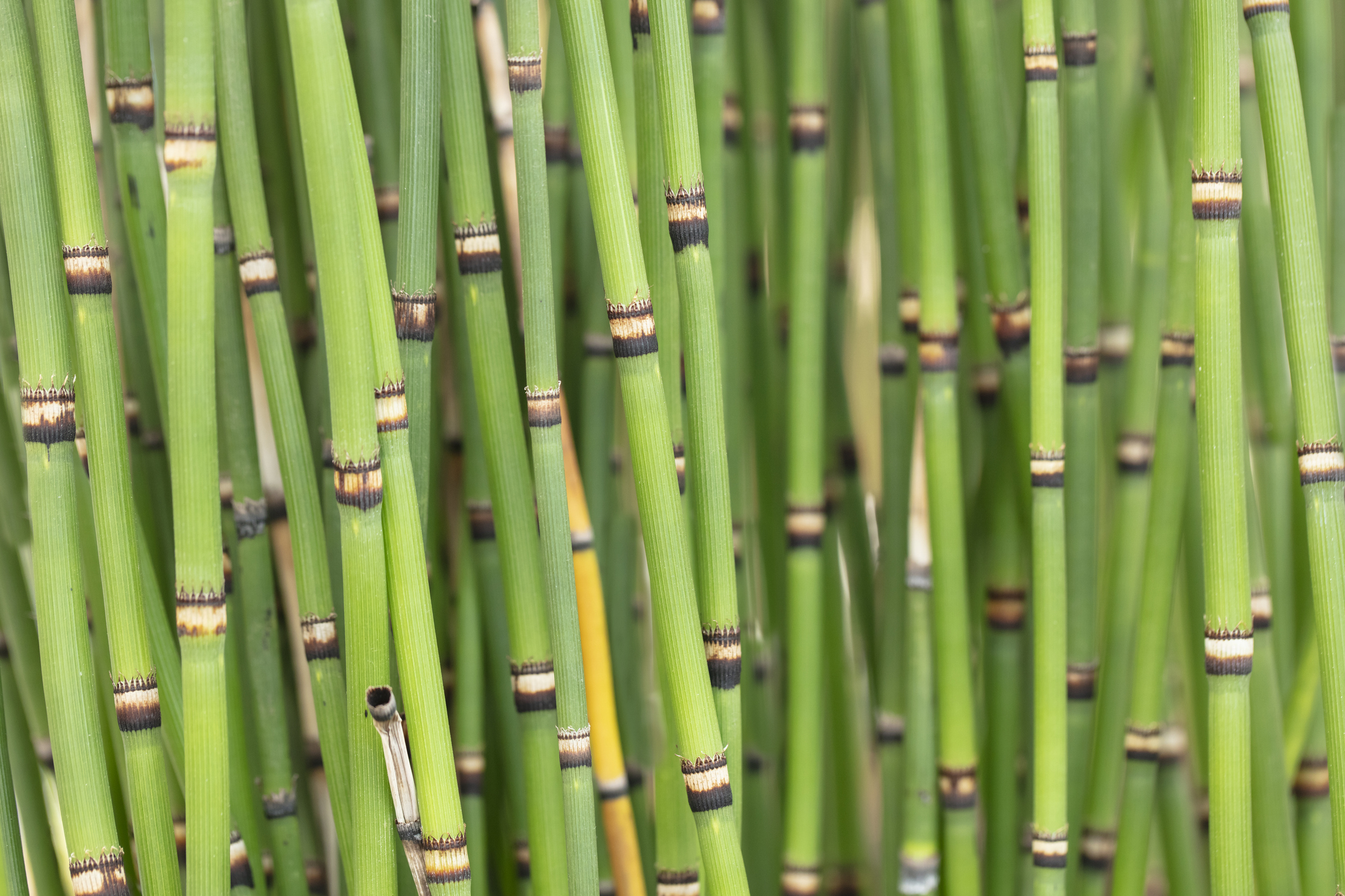 Très graphique, la prêle japonaise se démarque dans le jardin avec ses tiges vertes élancées. Copyright (c) Malisa Nicolau/ Istock