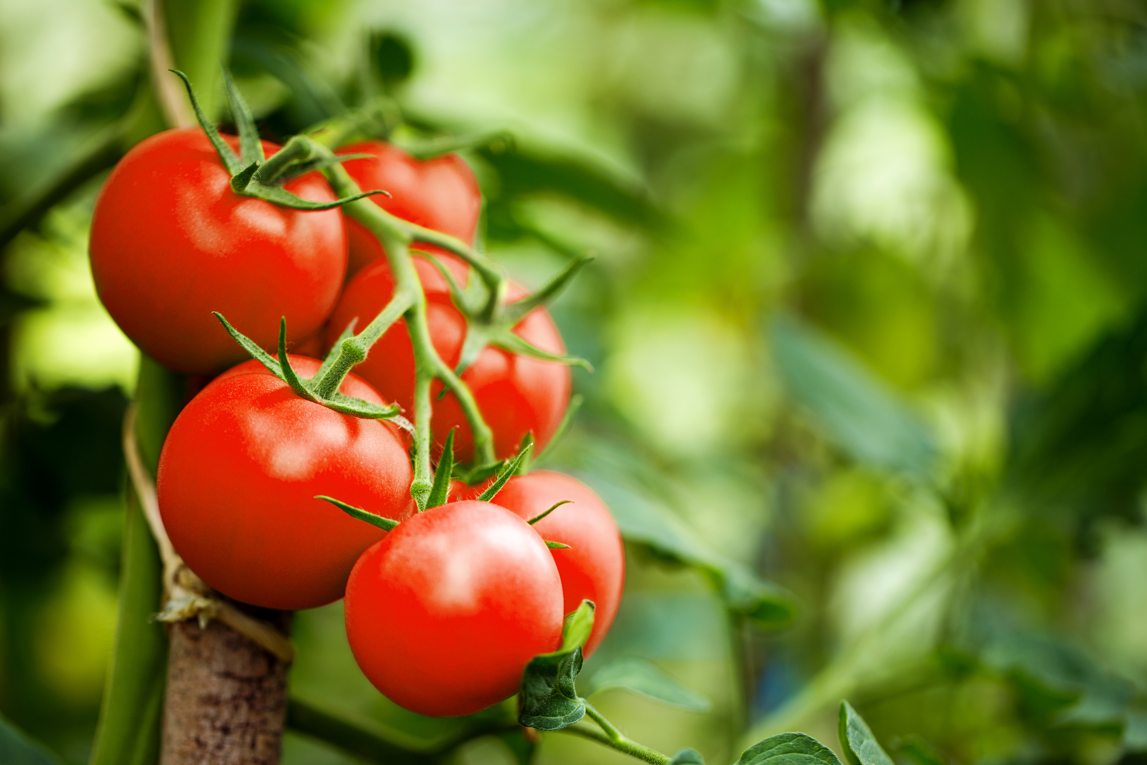 Comment tailler les tomates pour récolter plus ? Copyright (c) 2017 eugenegurkov/Shutterstock.