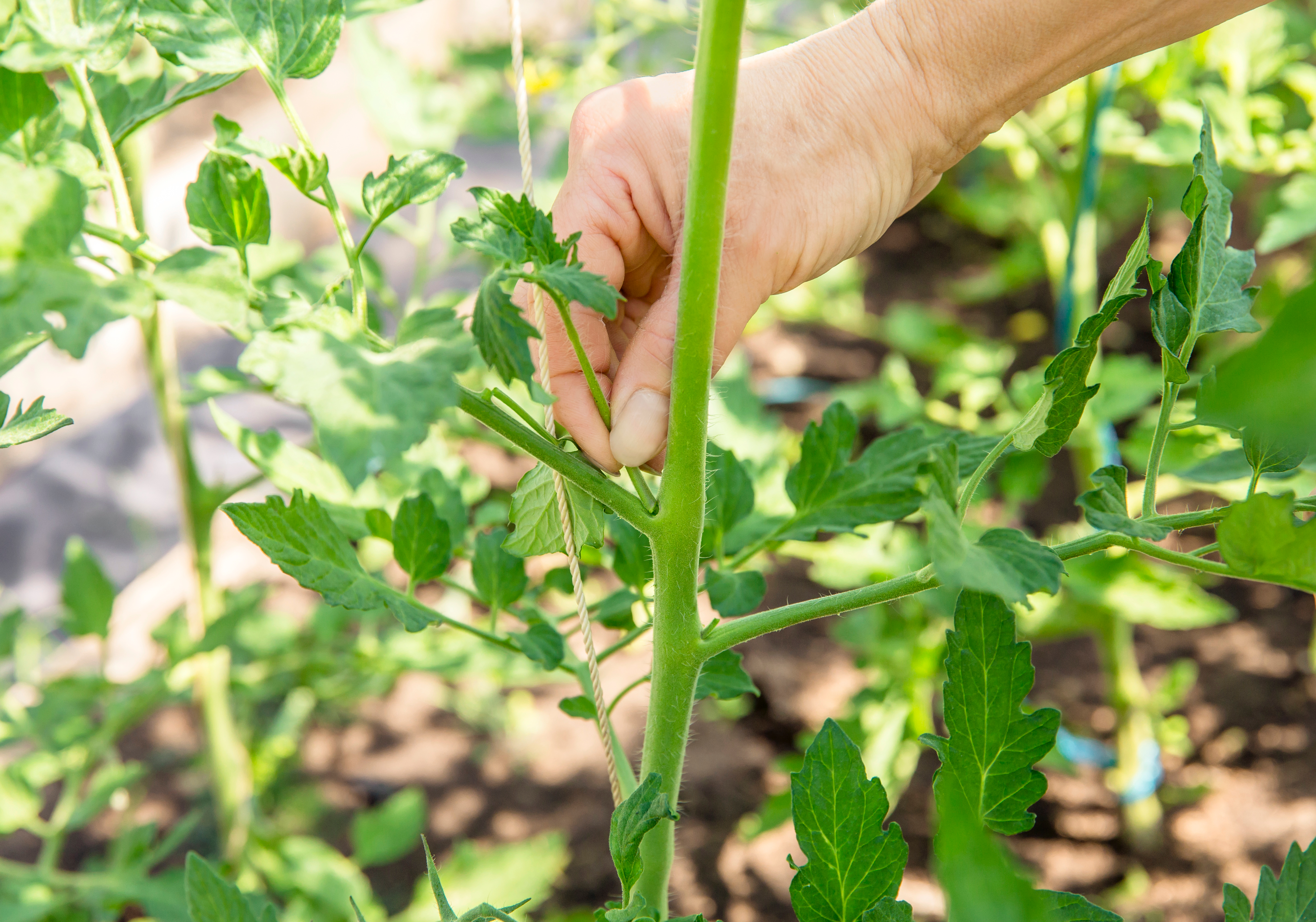 Les gourmands de tomates sont des tiges secondaires apparaissant à l’aisselle des feuilles ! Copyright (c) 2020 FotoHelin/Shutterstock.