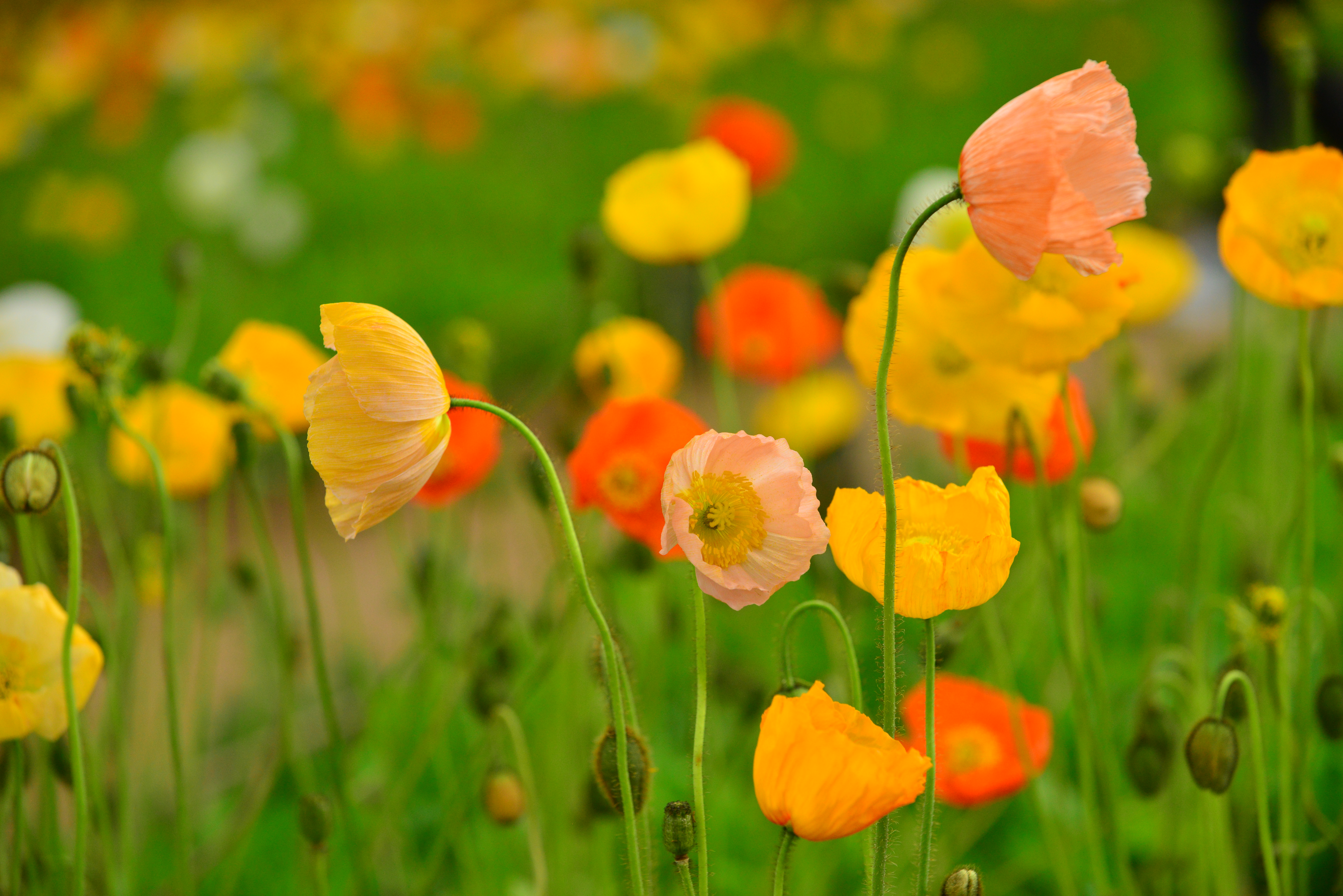 Très belle vivace subarctique adaptée aux climats frais, le pavot d’Islande et ses pétales colorées froissées apportent beaucoup de charme au jardin, dès le mois de mai. Copyright (c) magicflute002/Istock.