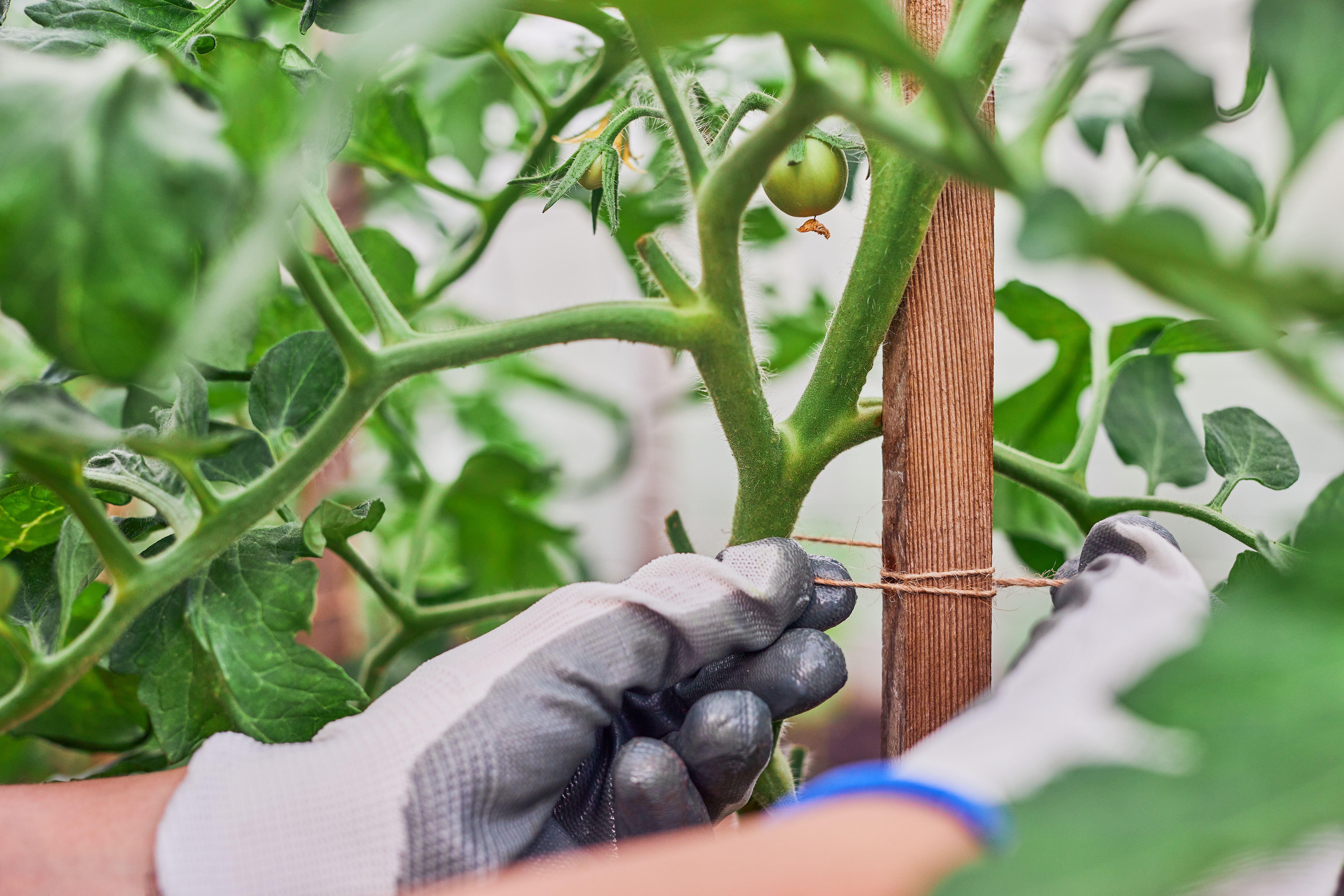 Si le tuteurage des tomates n’est pas obligatoire, il reste vivement conseillé pour éviter les maladies et les attaques de parasites. Copyright (c) 2021 wertinio/Shutterstock.