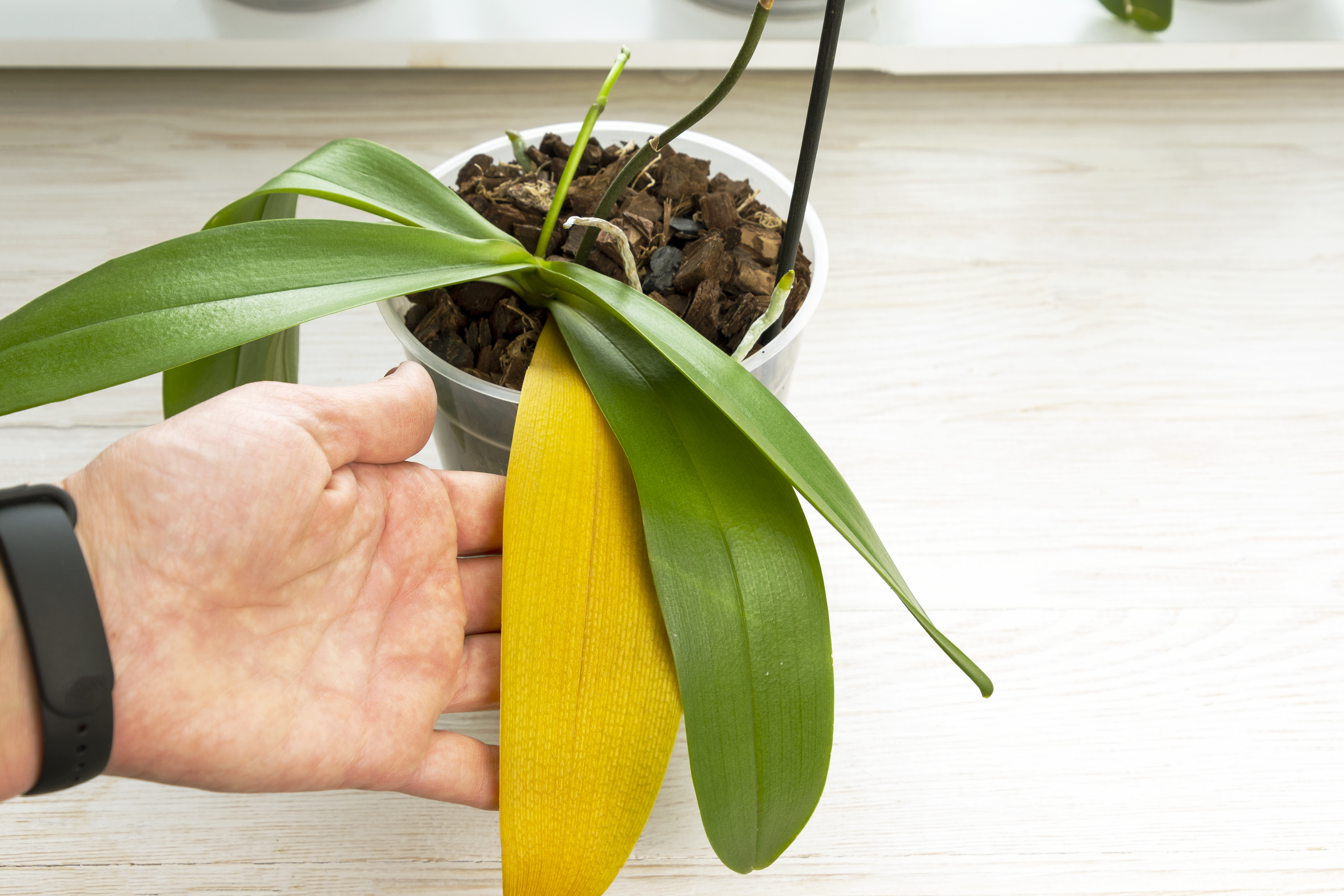 Le jaunissement des feuilles de l’orchidée ne veut pas dire que la plante est condamnée, c’est le plus souvent la conséquence d’une erreur d’entretien. Copyright (c) alexytrener/Istock.