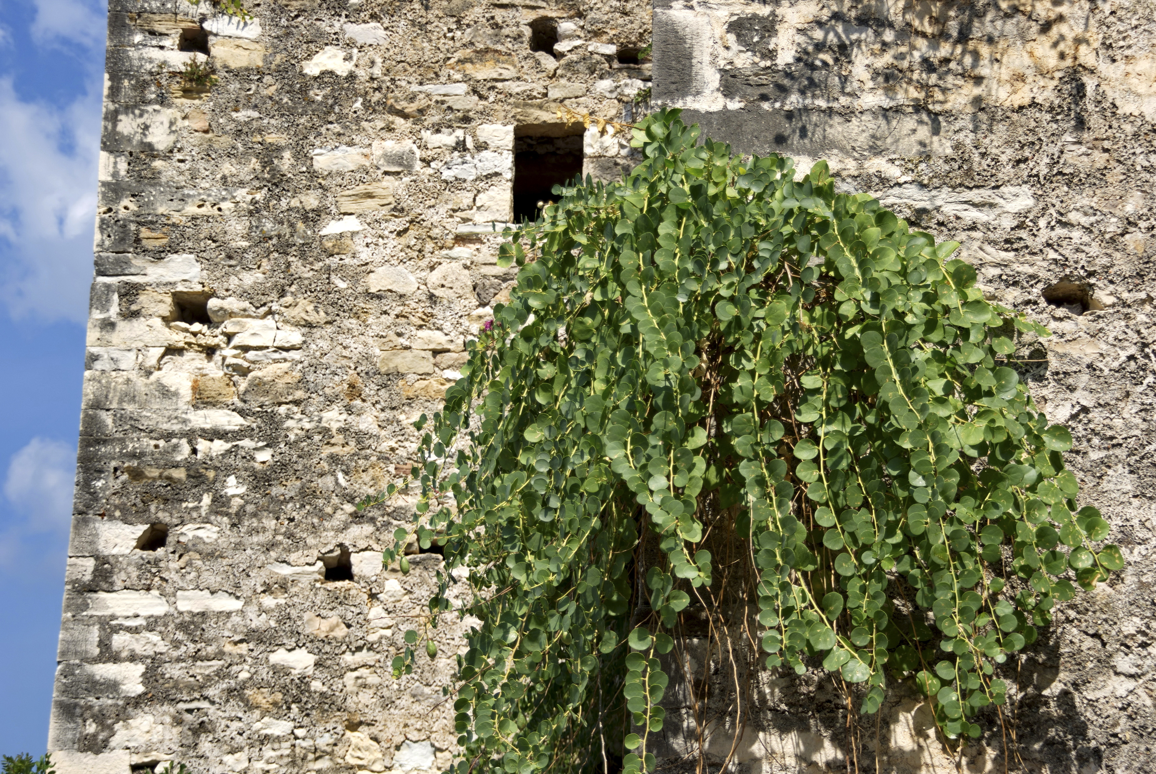 Cprier : plantation, entretien, soin - Le Parisien Jardin