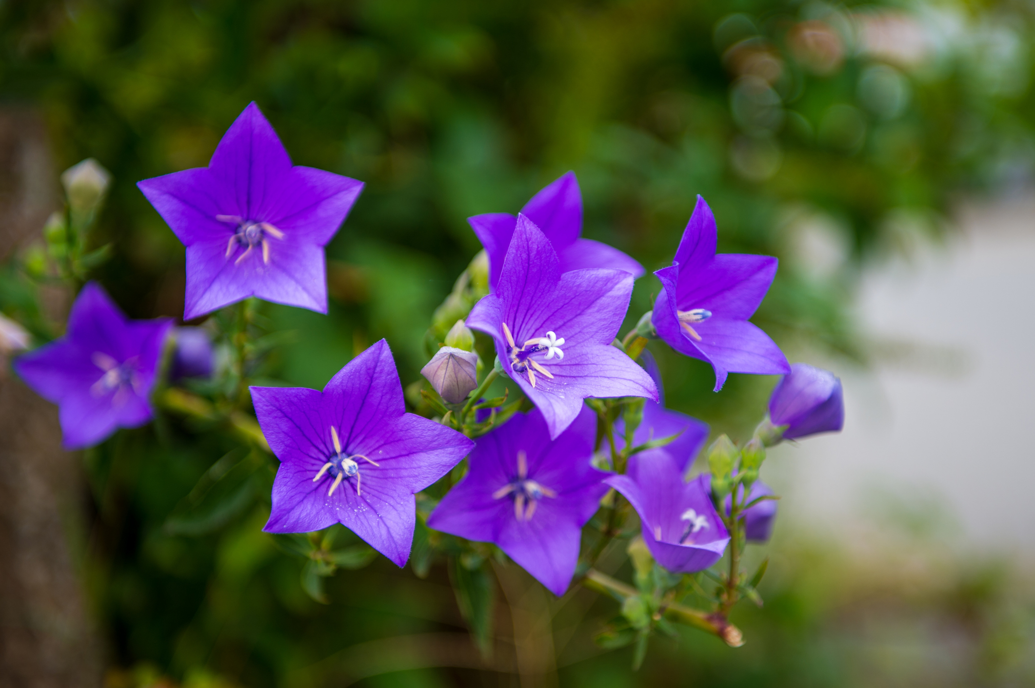 Plante vivace éblouissante et peu exigeante, le platycodon, ou campanule à grandes fleurs, décore les jardins d’été avec ses fleurs en forme d’étoiles, aux nuances de bleu et de lavande ! Copyright (c) Shinichiro Saka/Istock.