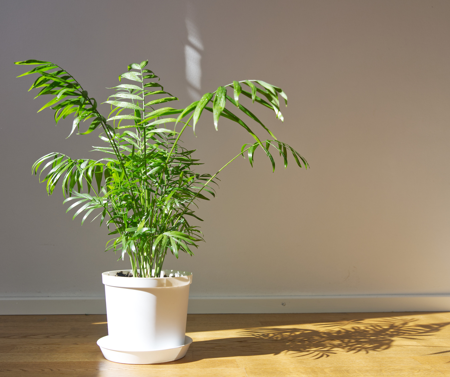 Chamaedorea elegans est un palmier nain issu des régions tropicales d’Amérique. Copyright (c) Wheatfield/ Istock