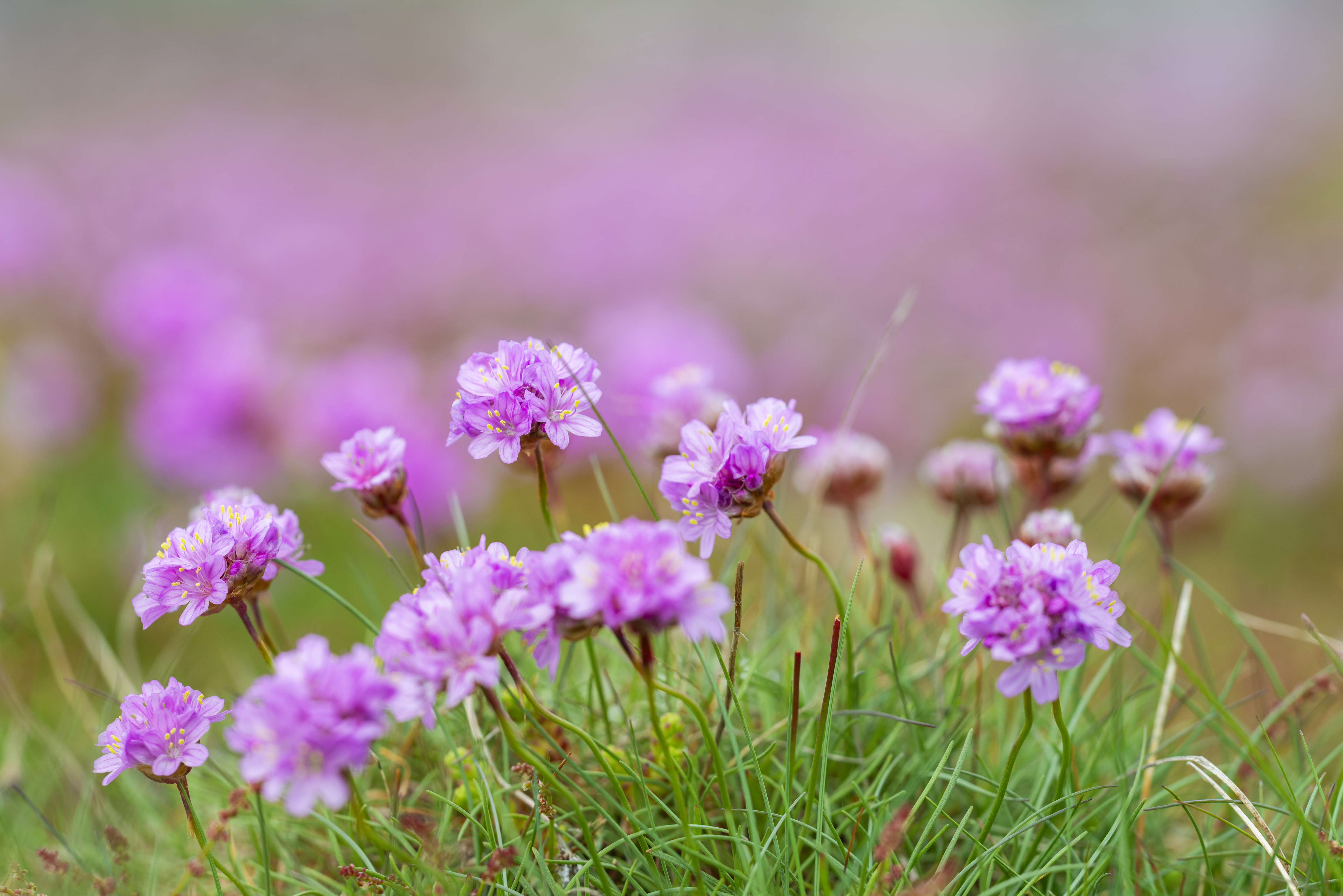 Résistante au gel et peu exigeante, Armeria maritima permet de créer des tapis denses et fleuris, capables de remplacer le gazon dans les zones sèches. Copyright (c) Martin Wahlborg/Istock.