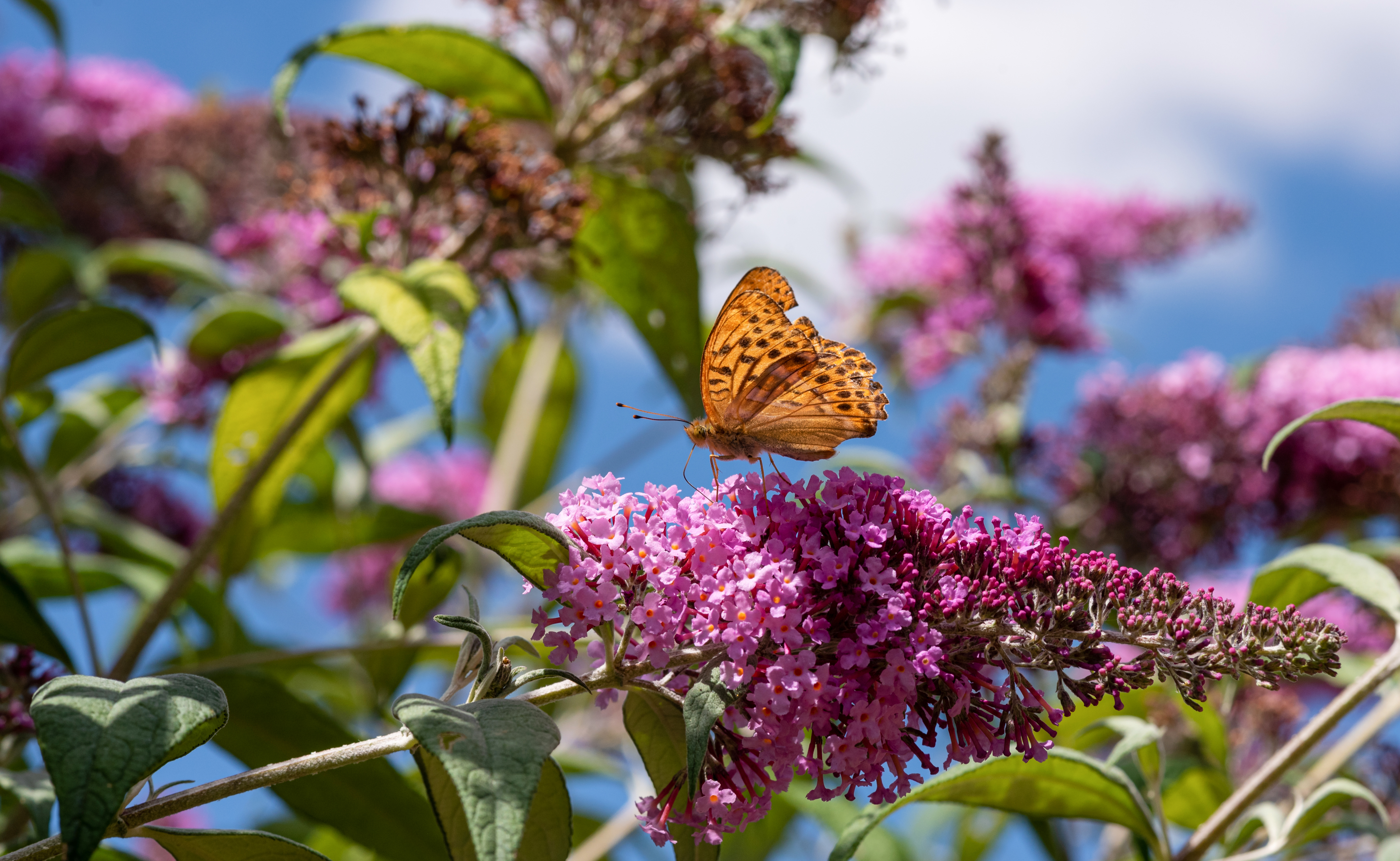 L’arbre à papillon : le paradis des insectes pollinisateurs ! Copyright (c) 2020 Tommy Larey/Shutterstock.