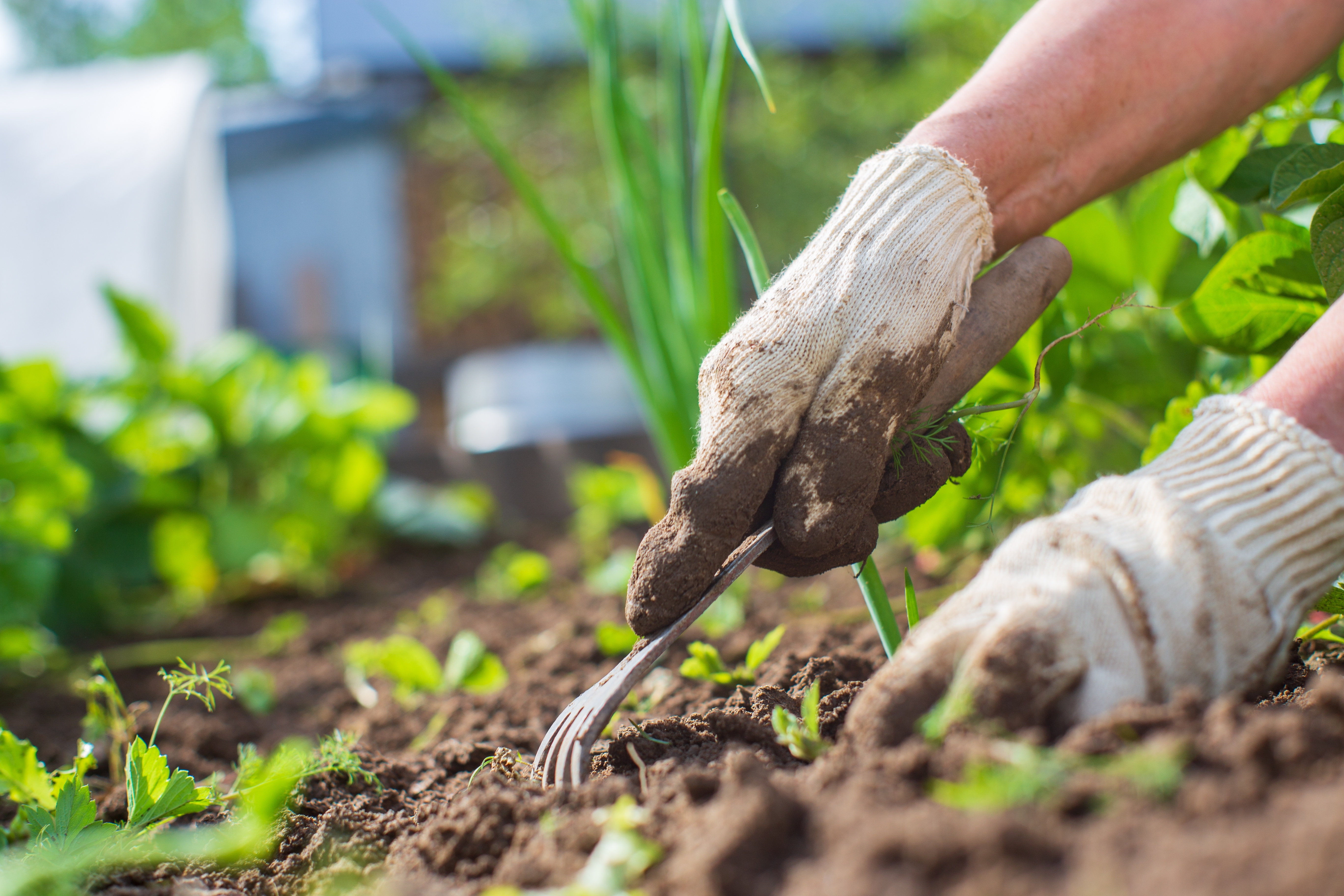 Plusieurs outils de jardinage existent pour désherber manuellement et naturellement. Copyright (c) 2023 Shaplov Evgeny/Shutterstock.