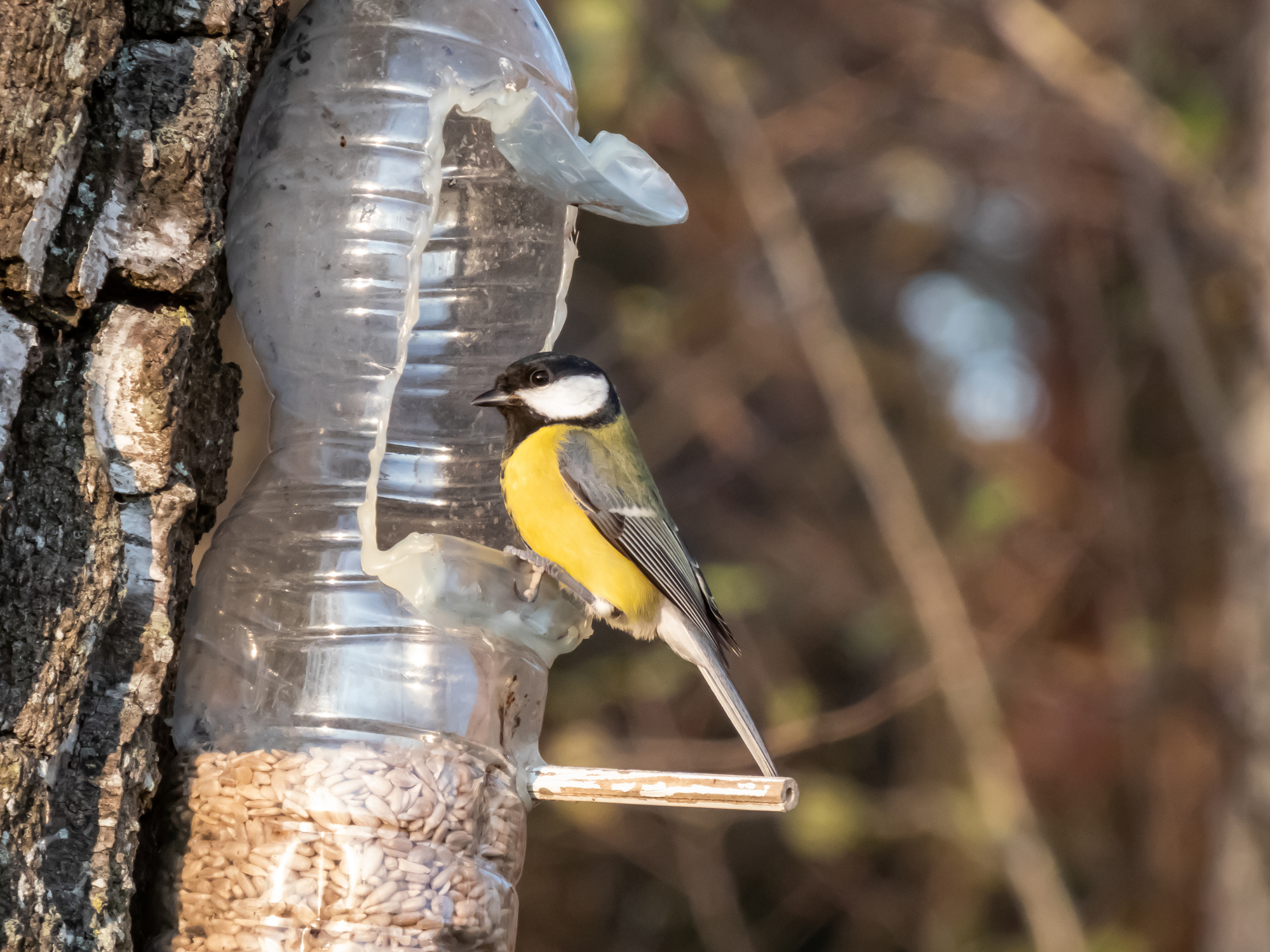 Découvrez comment fabriquer une mangeoire pour oiseaux avec une simple bouteille en plastique. Copyright (c) Kristine Radkovska/Istock.