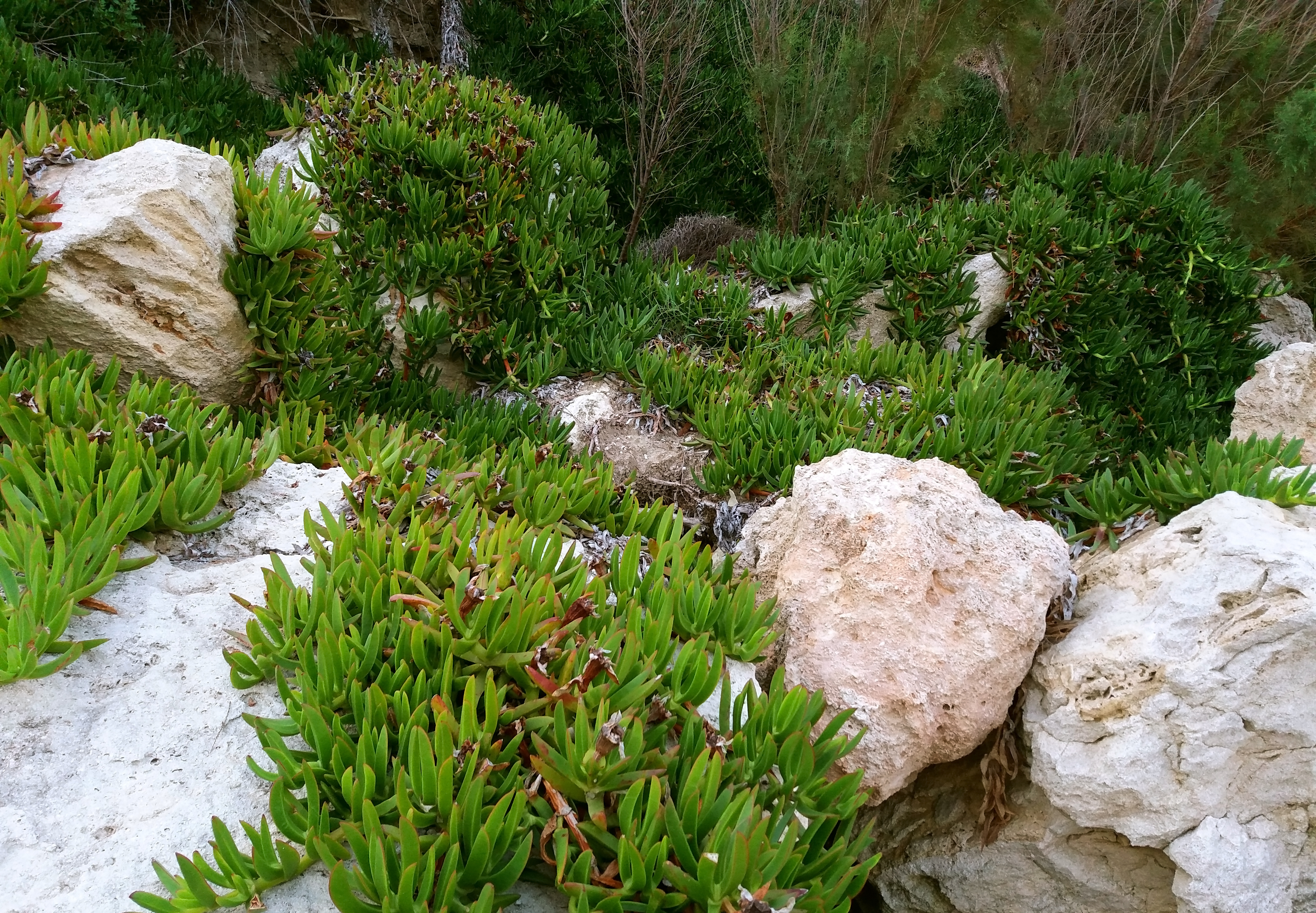 pflege stechpalme Stechpalme - Ilex meserveae Blue Maid - Stamm-Pflanze