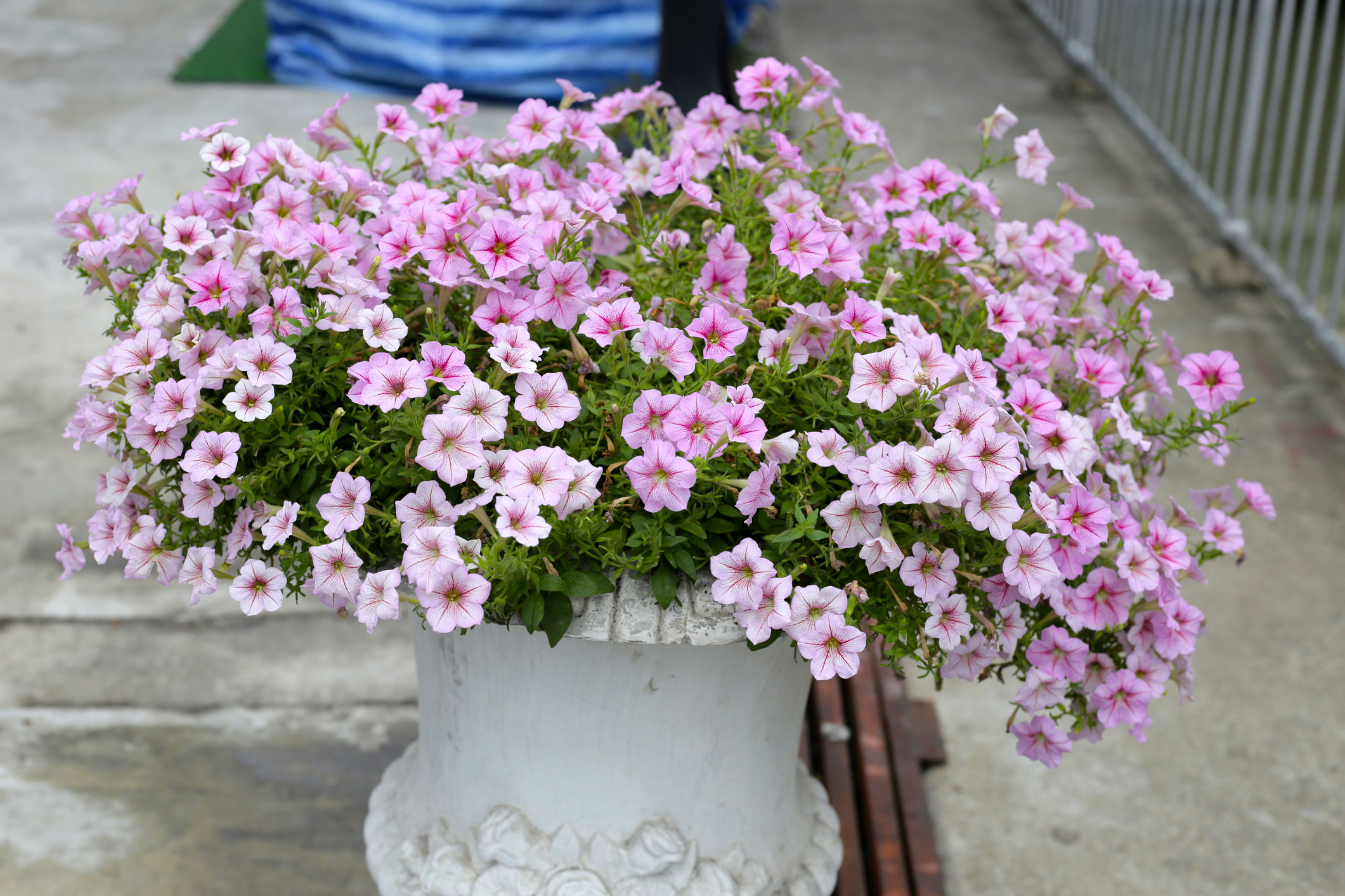 Le surfinia est un pétunia au port retombant, dont les longues tiges portent une floraison abondante entre mai et octobre. Copyright (c) Bowonpat Sakaew/Istock