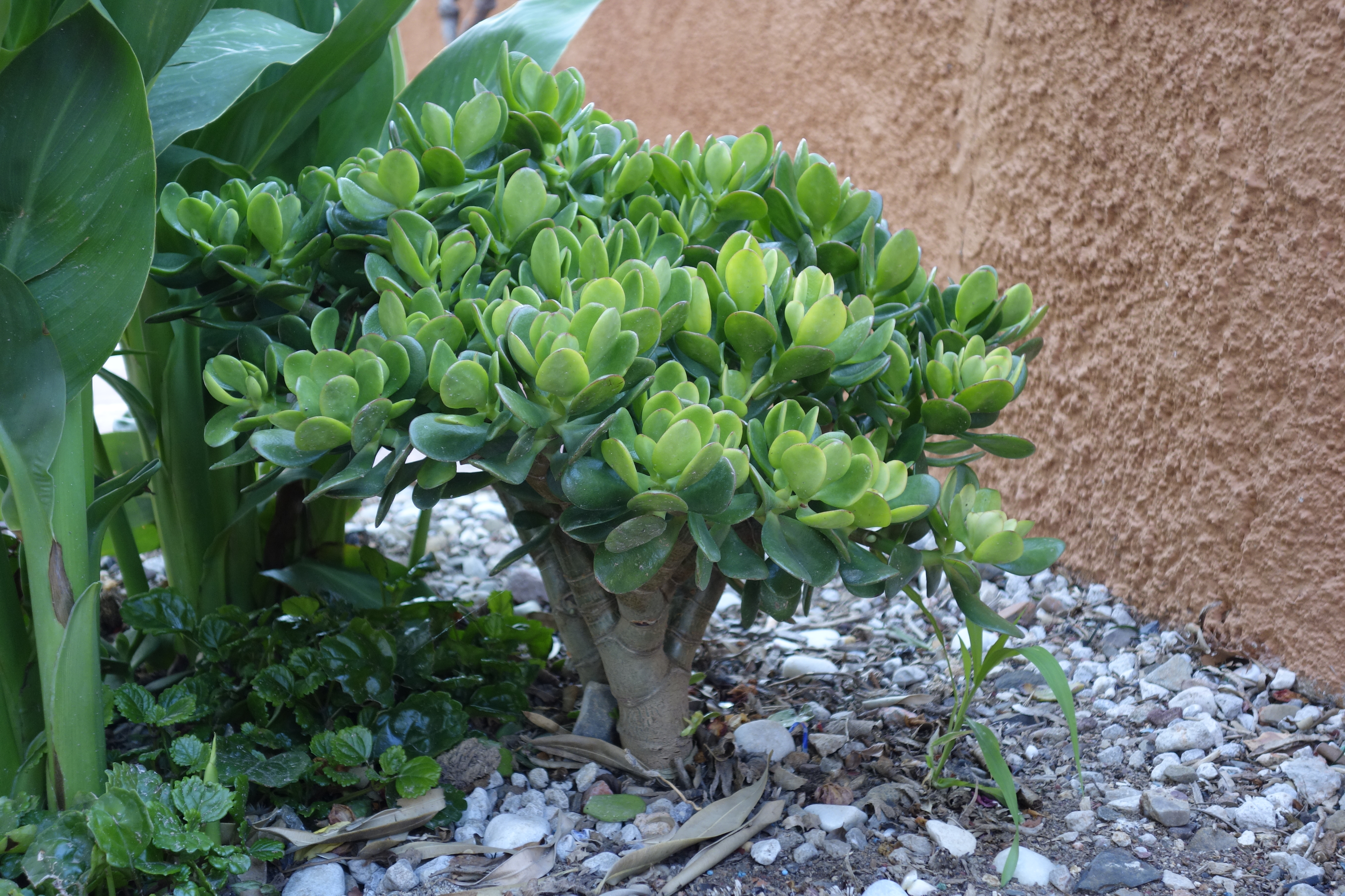 Plante d'intérieur Crassula Jade – Jardinerie Fortier