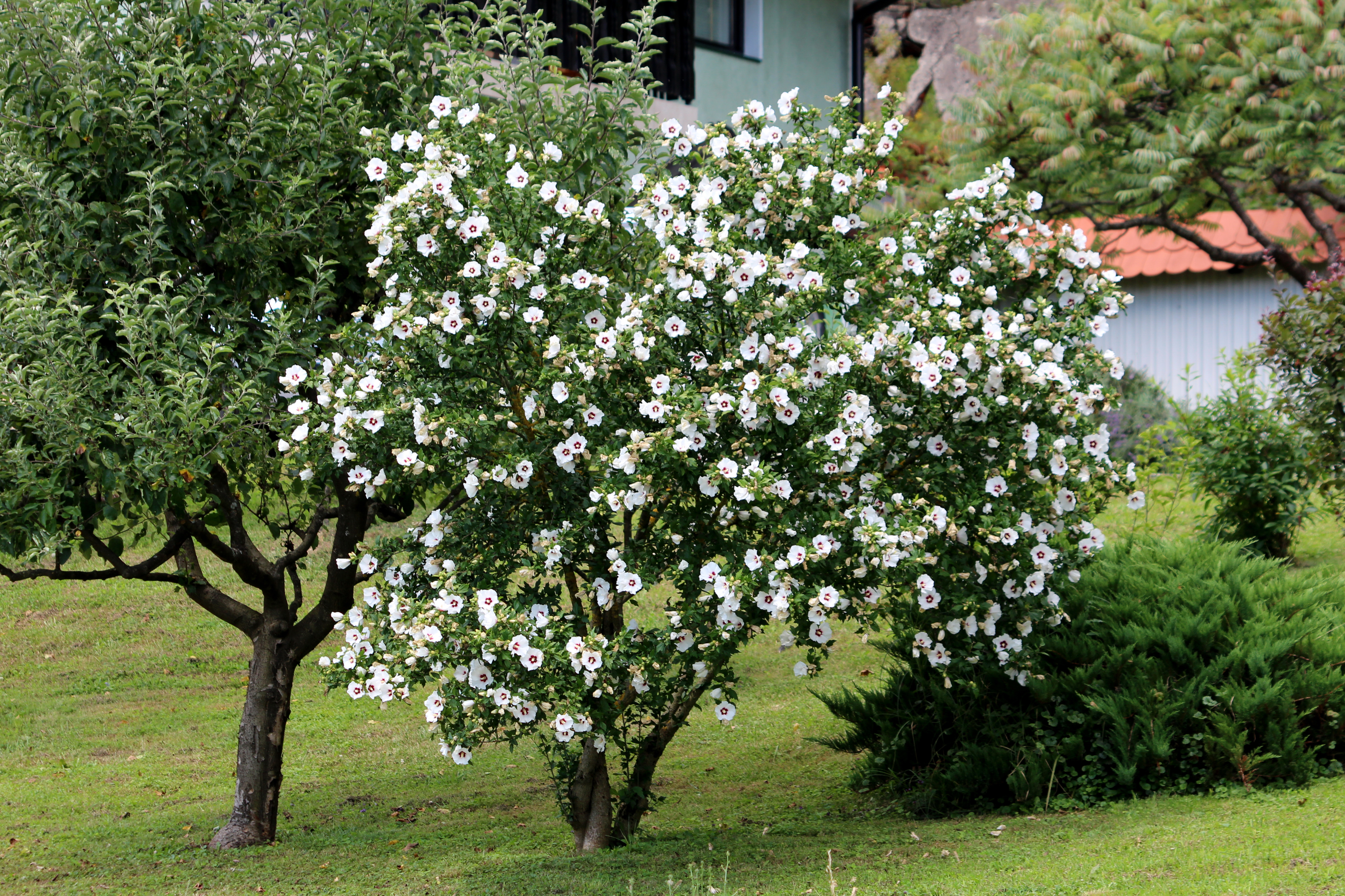 Taille du rhododendron : nettoyage, pincement, rabattage, quand et comment  procder ? - Le Parisien Jardin