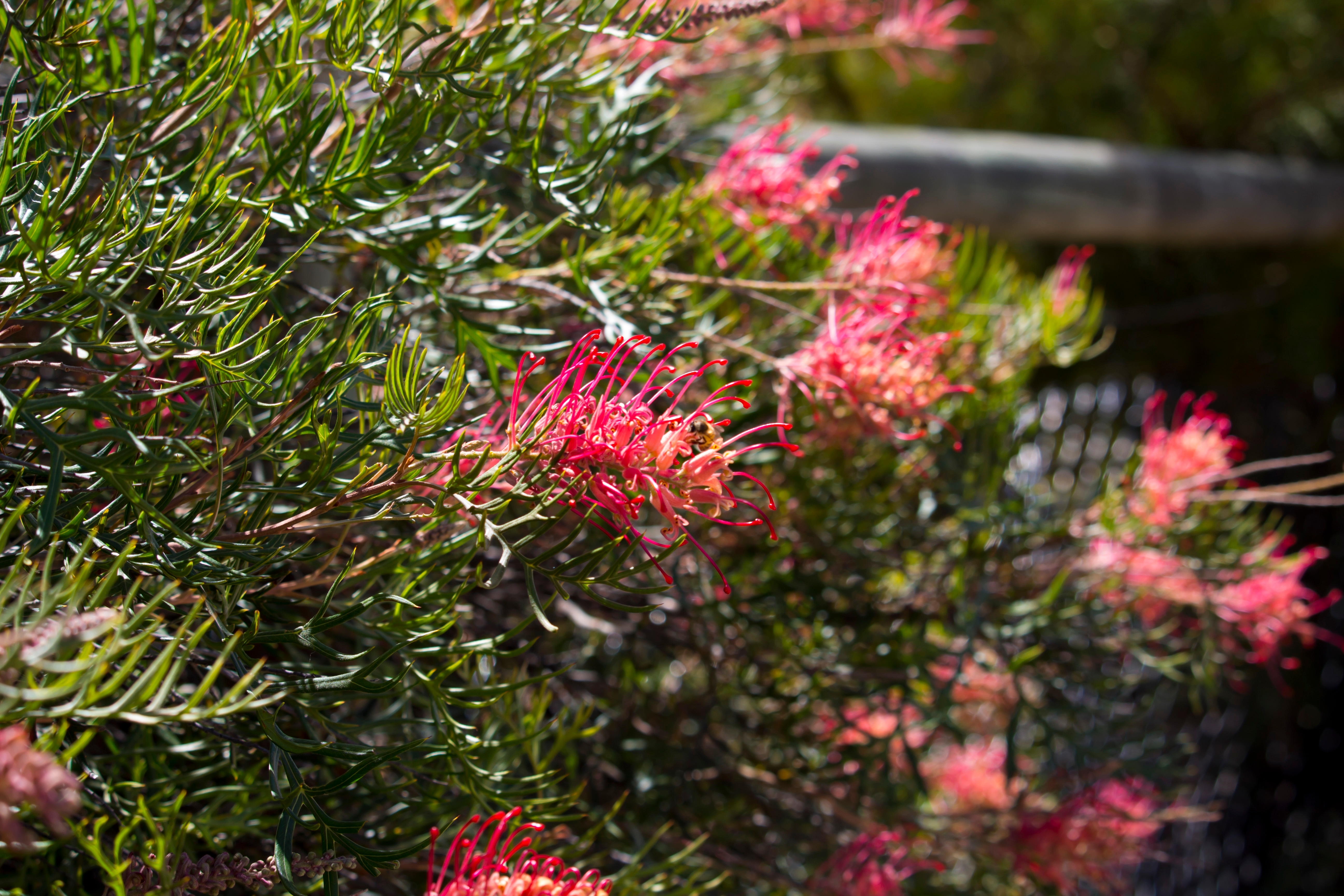 Le Grevillea ou grévillier est un arbuste vivace qui se caractérise par l’originalité de ses fleurs aux allures exotiques et aux couleurs variées. Copyright (c) 2023 alybaba/Shutterstock.