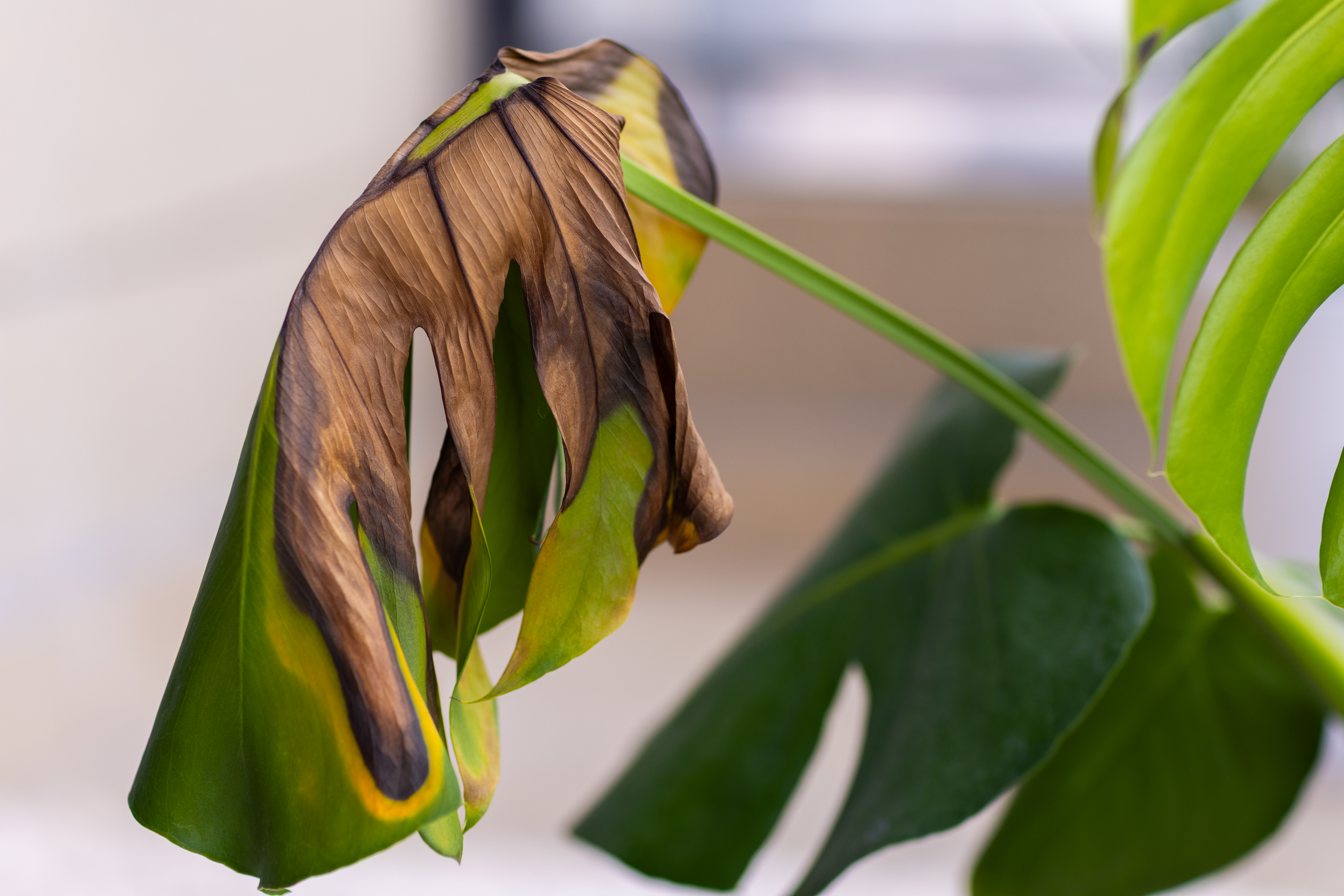 philodendron wizard XL Philodendron White Wizard Plant 6