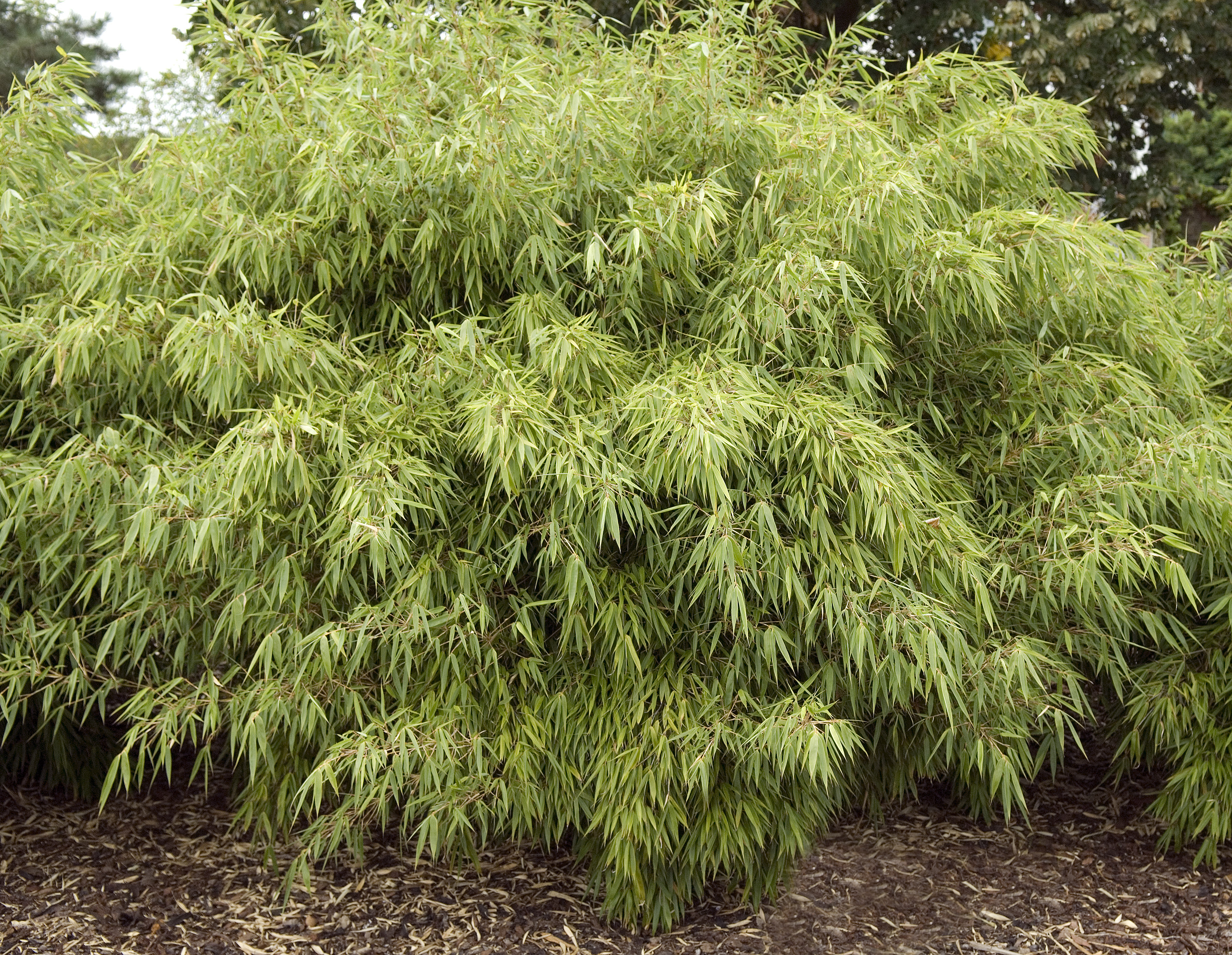 Bambou Fargesia Rufa - Plante d'Extérieur Non Envahissante – La Green Touch