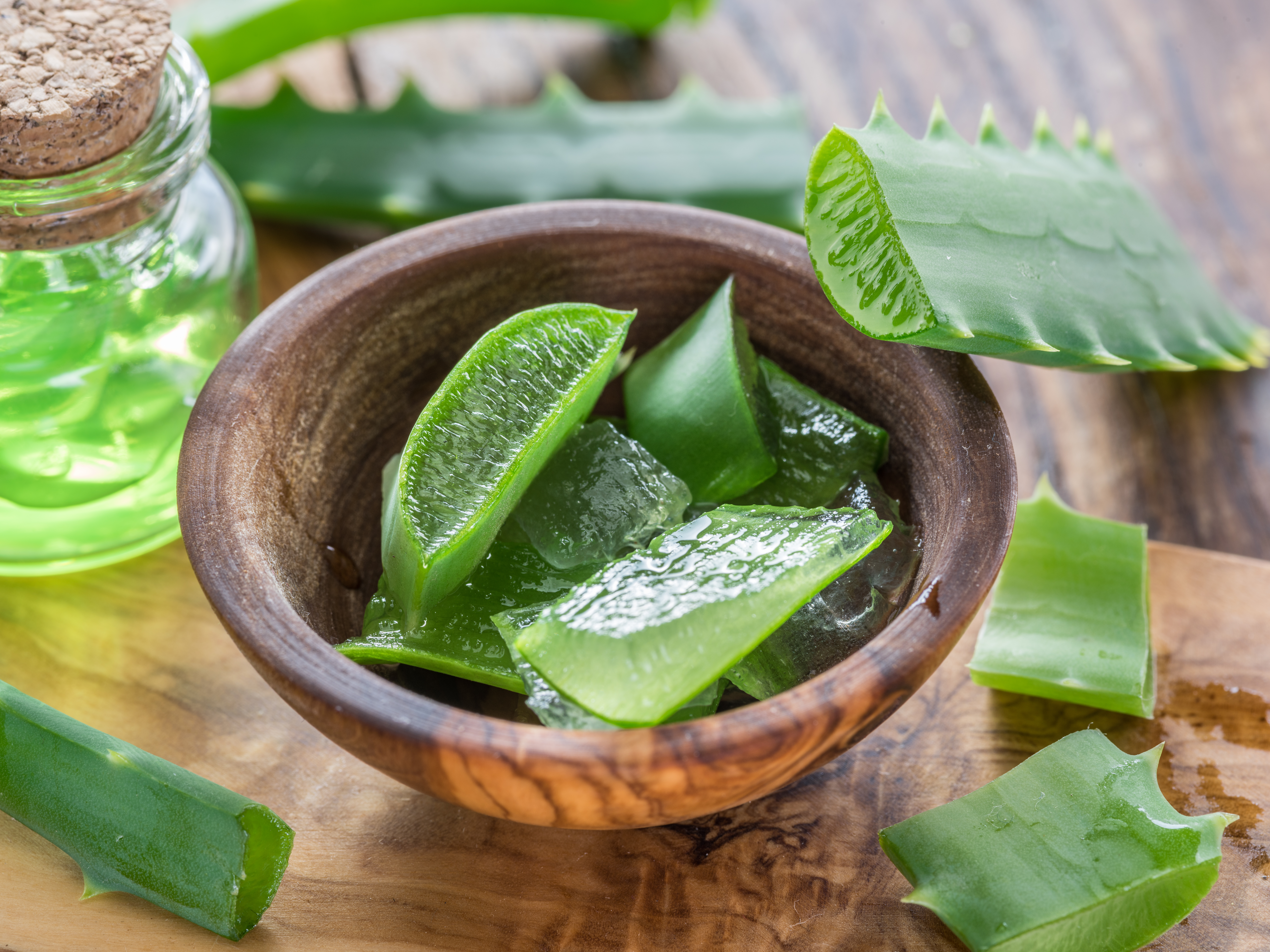 Quand et comment extraire le gel d'une aloe vera ? - Le Parisien Jardin