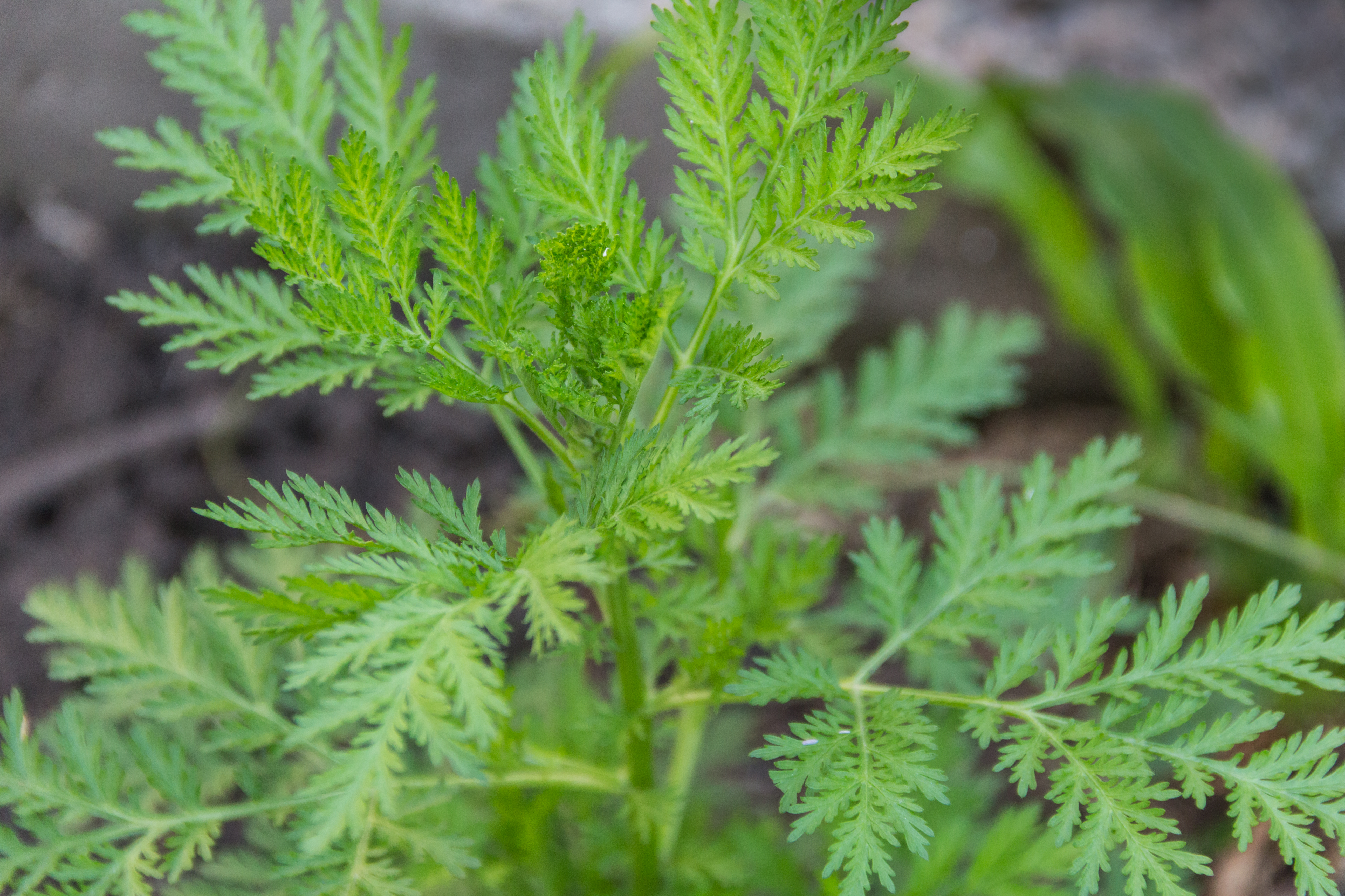 Avec ses feuilles finement découpées, Artemisia annua est une plante médicinale aussi bienfaisante qu’agréable à regarder. Copyright (c) gabrielabertolini/Istock.