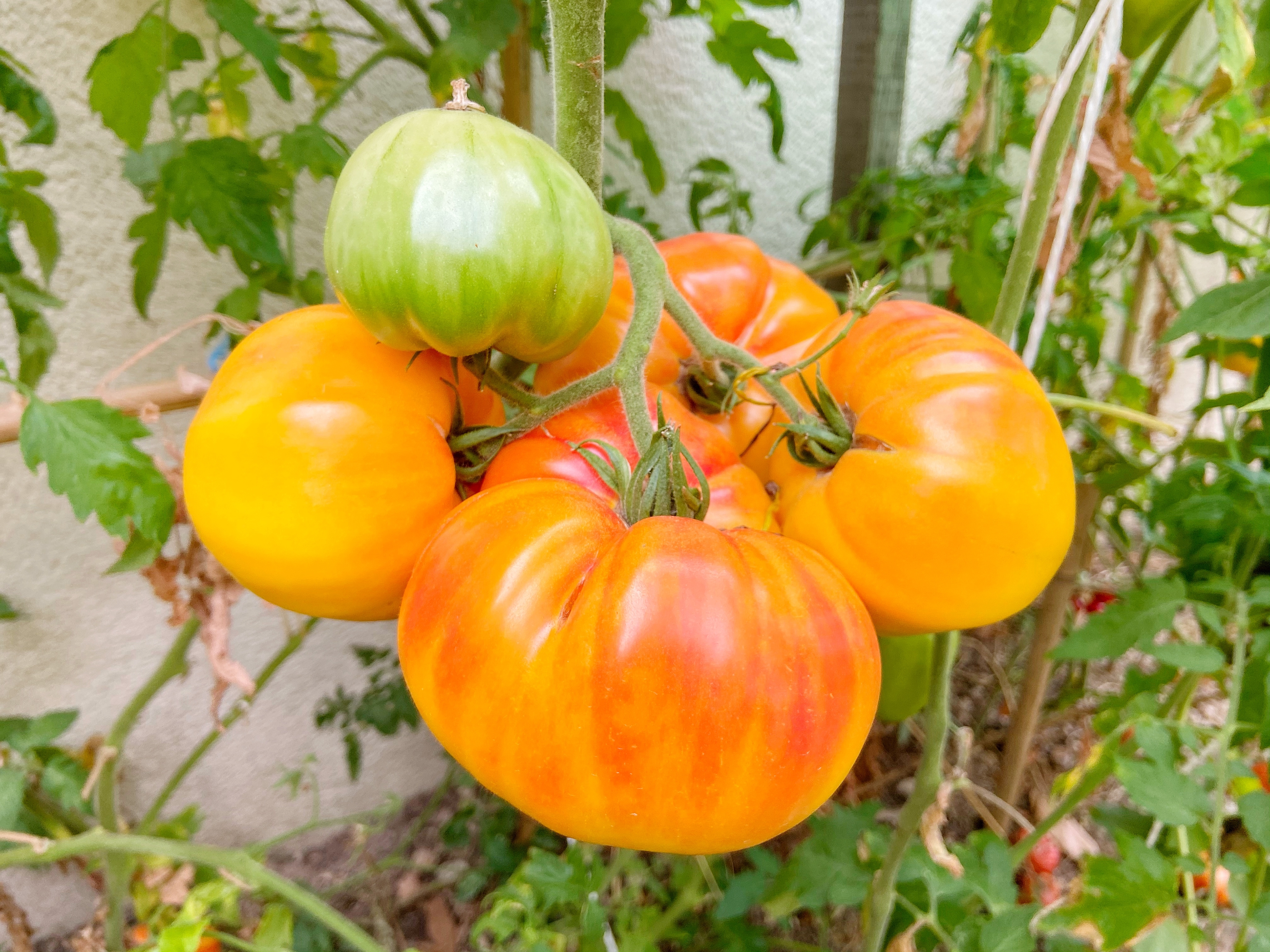 Si vous souhaitez manger des tomates toute l’année, l’une des meilleures solutions reste alors de les congeler. Copyright (c) 2021 KanphotoSS/Shutterstock.