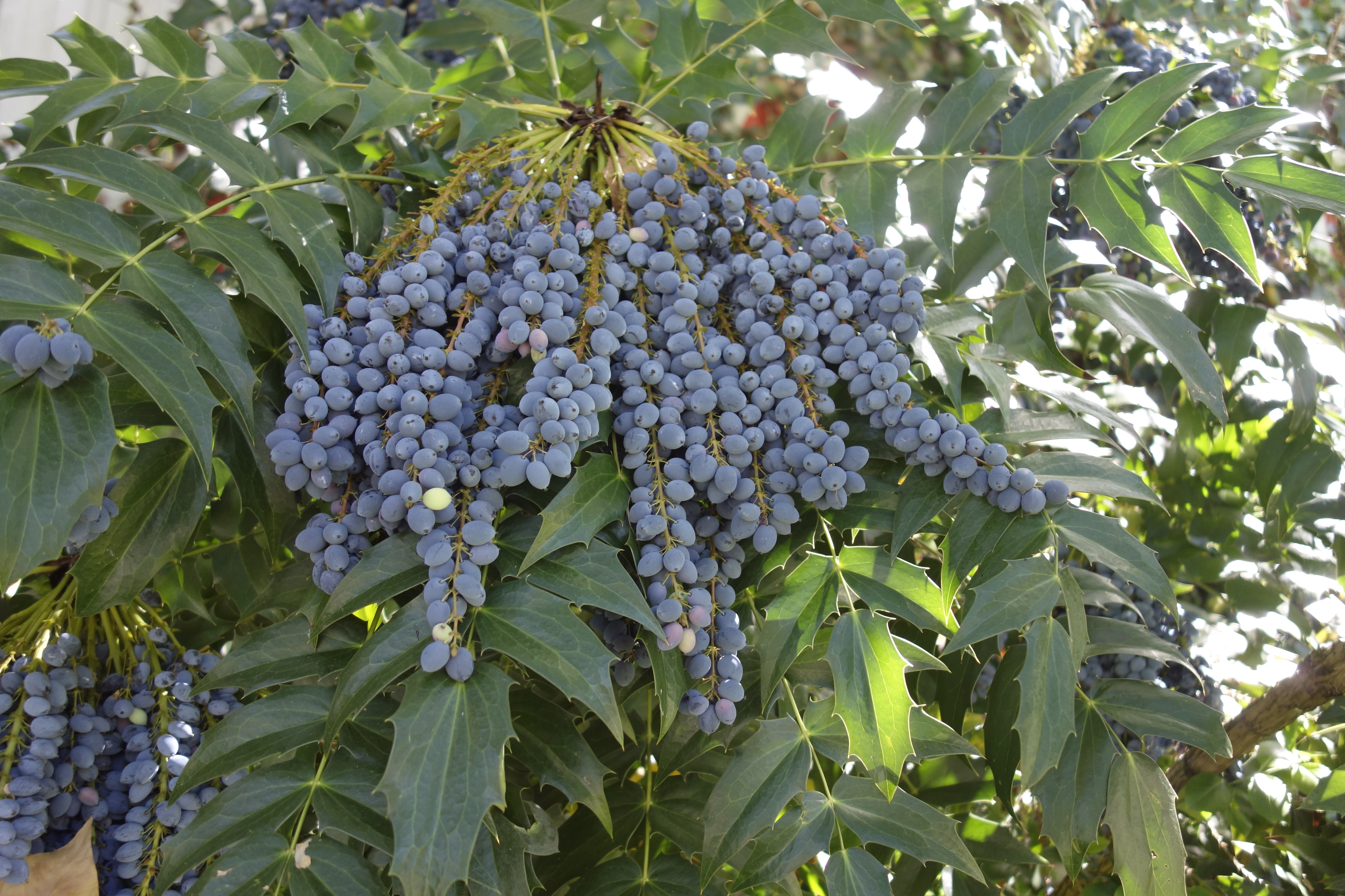 Attention, cet arbre aux fruits délicieux qui pousse en France est