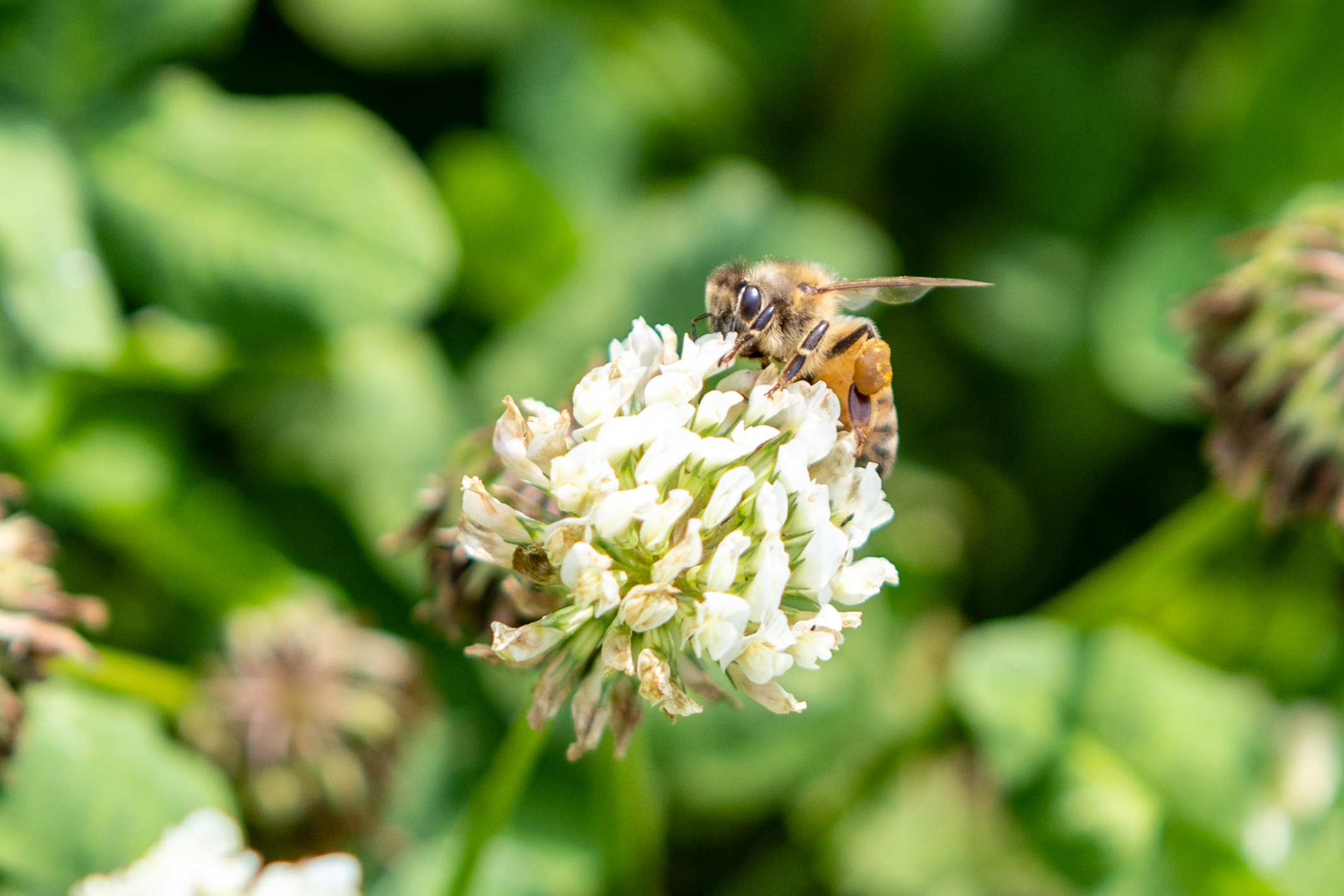 Les abeilles naines d’Asie recherchent des greniers, des caves ou encore des fissures pour construire leur nid. Copyright (c) shene/ Istock