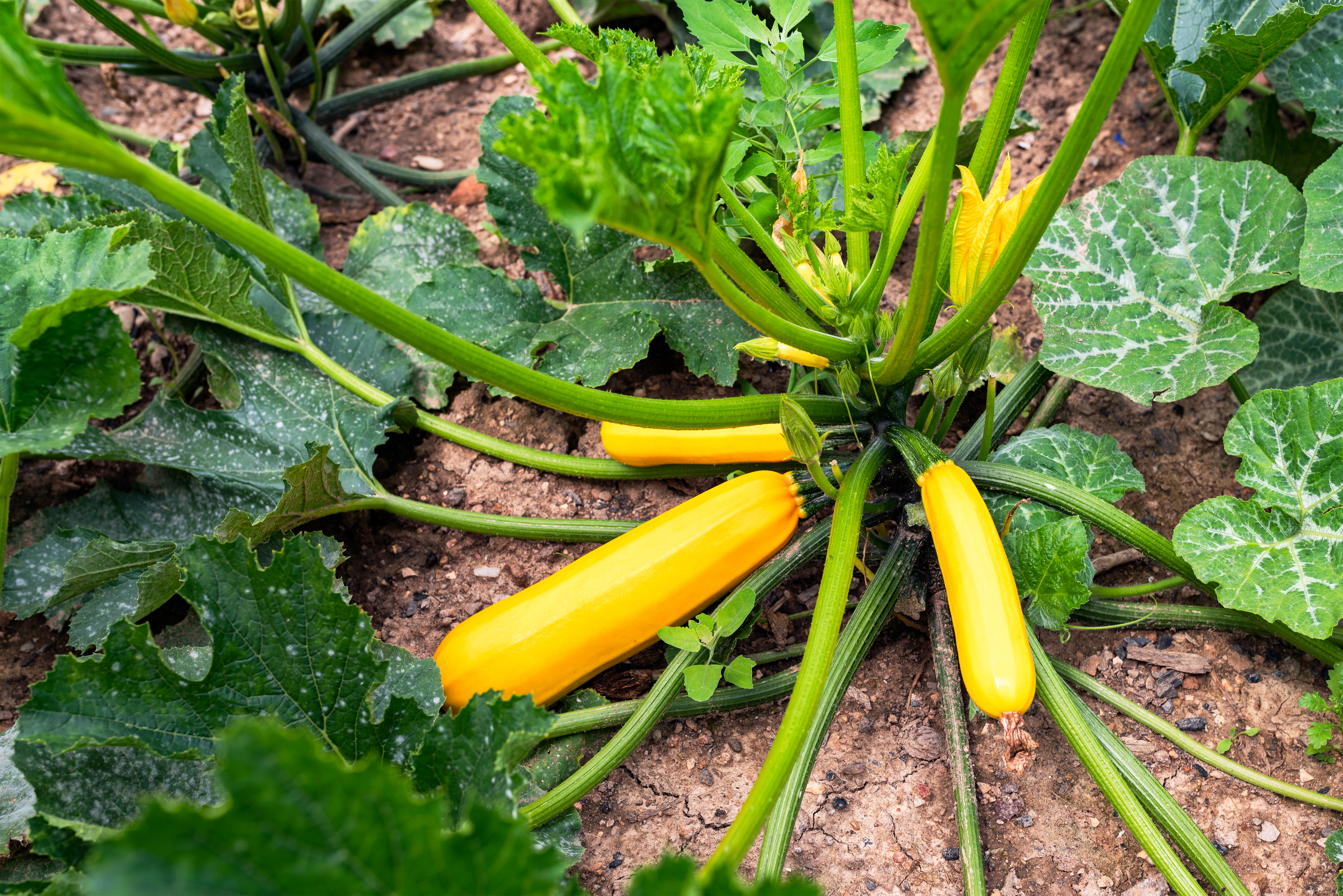 Courgette jaune : plantation, entretien, soin - Le Parisien Jardin
