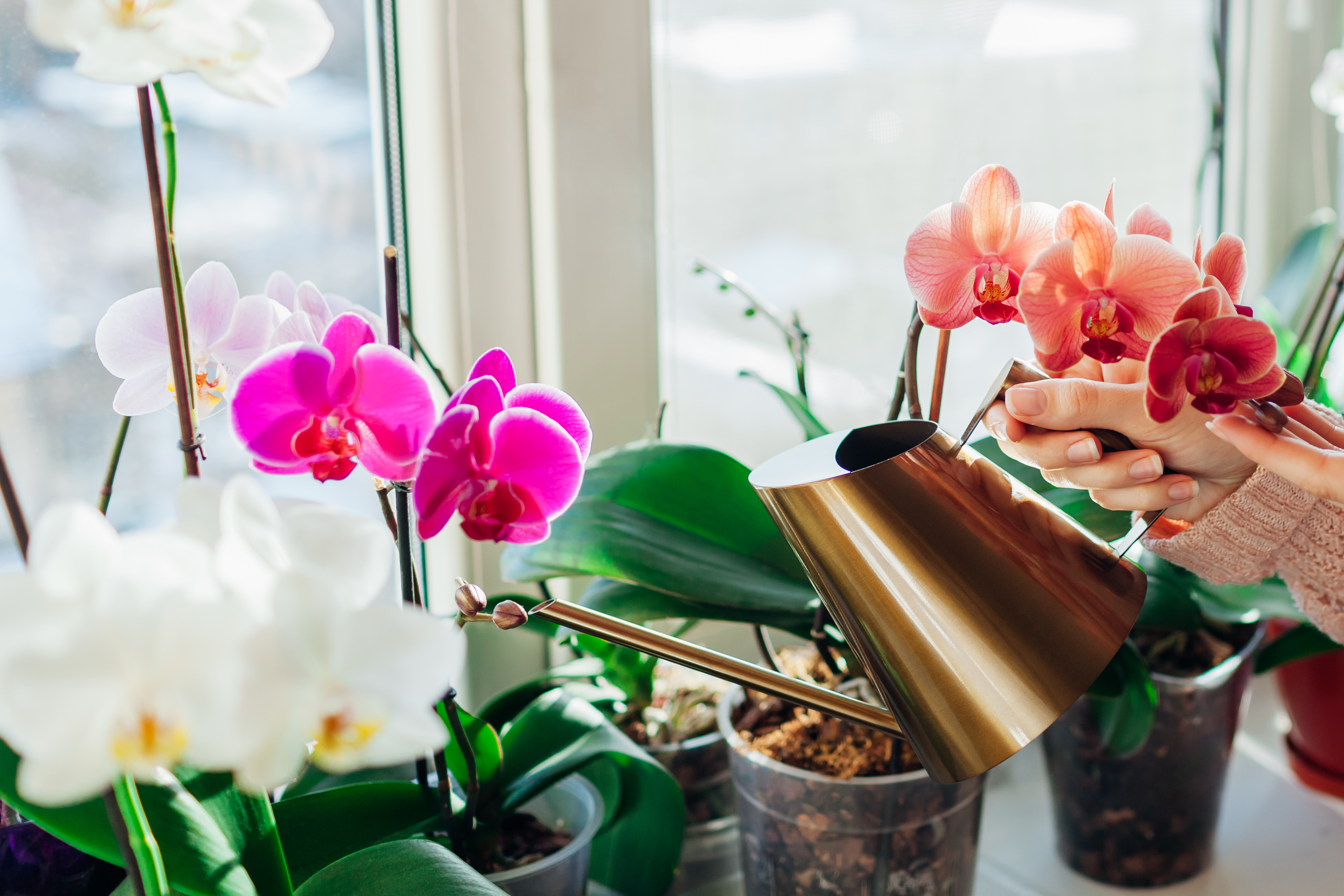2 Pots à Orchidées Transparents Avec Trous - 27 Cm De Diamètre - Plastique Respirant - Pour Plantes D'intérieur