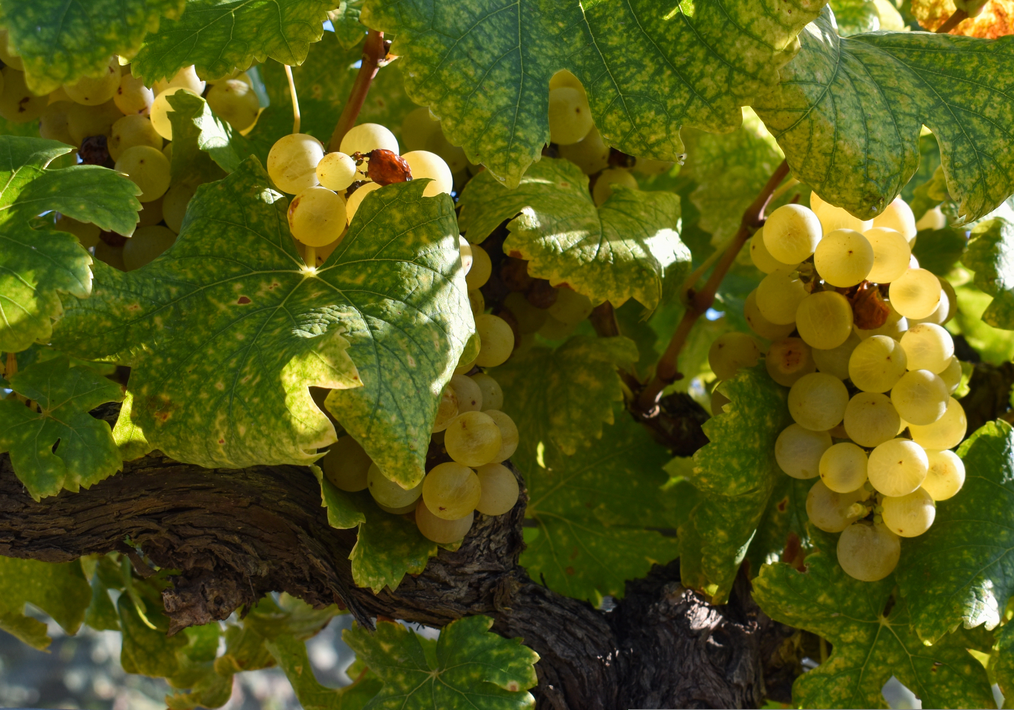 Plante fruitière ancestrale, la vigne est convoitée par les producteurs de vin mais aussi par les jardiniers amateurs. Copyright (c) AndyArgGonzalez/ Istock