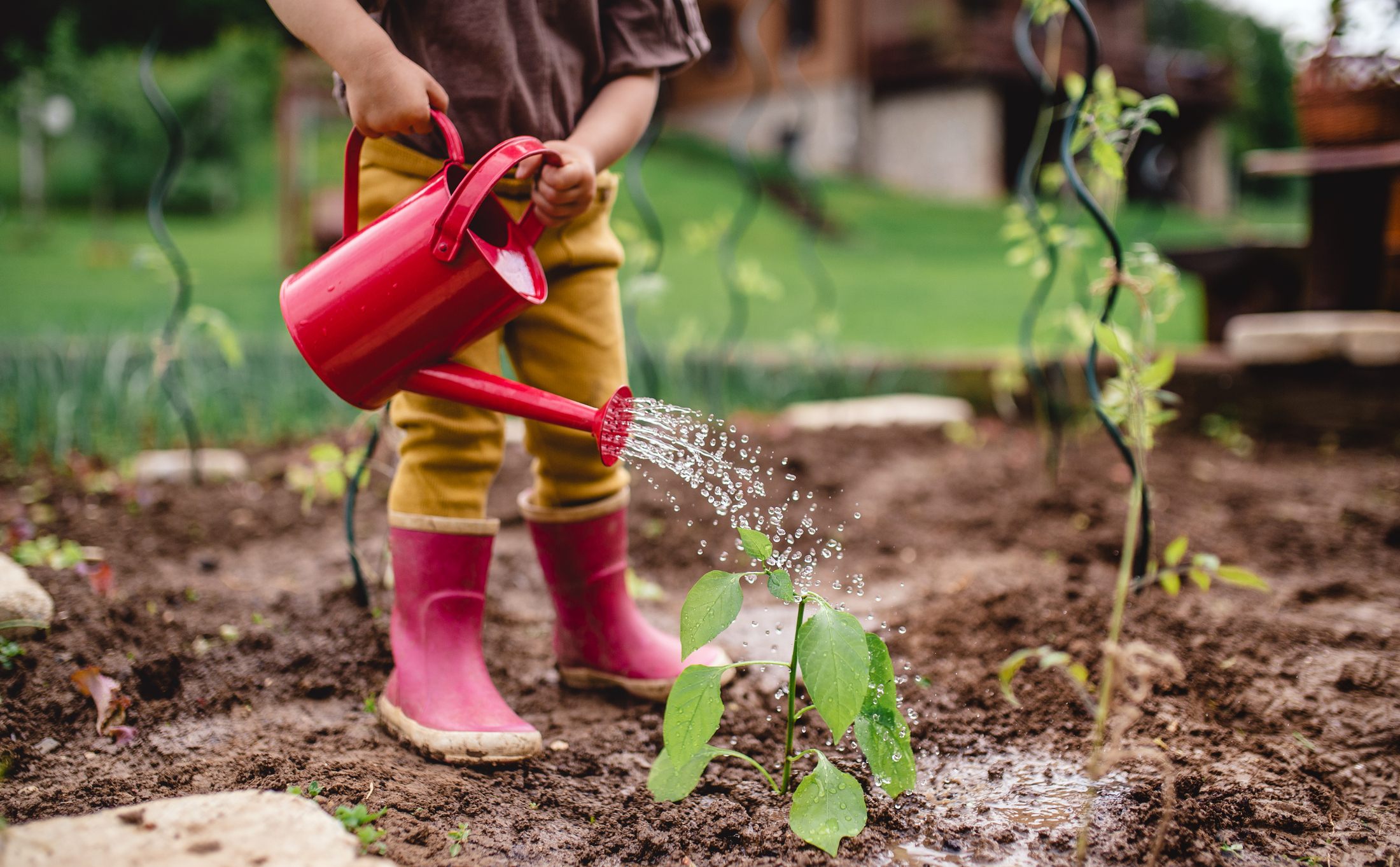 De plus en plus d’établissements font le choix d’aménager un jardin pédagogique pour les élèves. Copyright (c) Halfpoint Images/ Istock