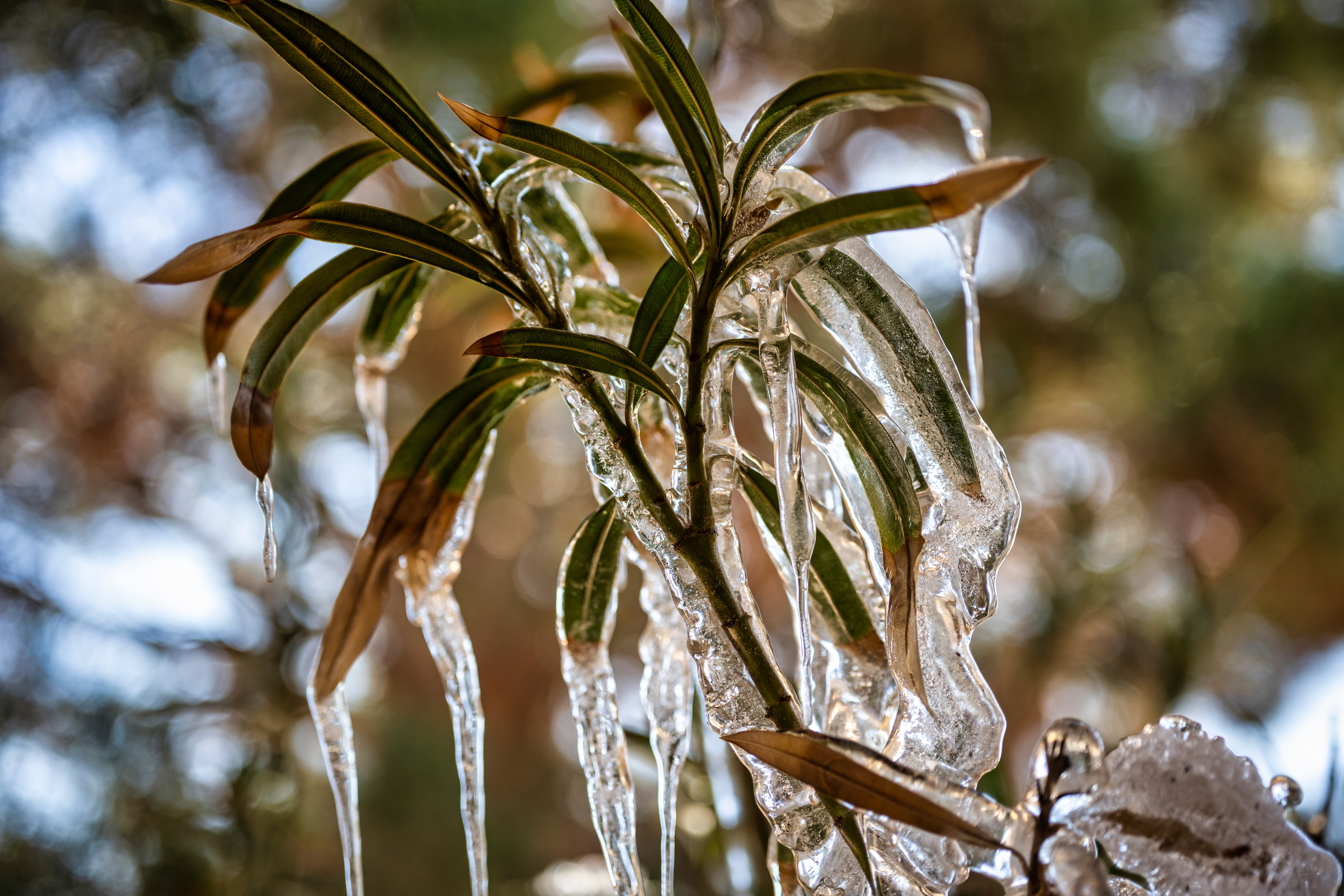 Comment protéger un laurier rose en hiver ? Copyright (c) 2022 Grossinger/Shutterstock.