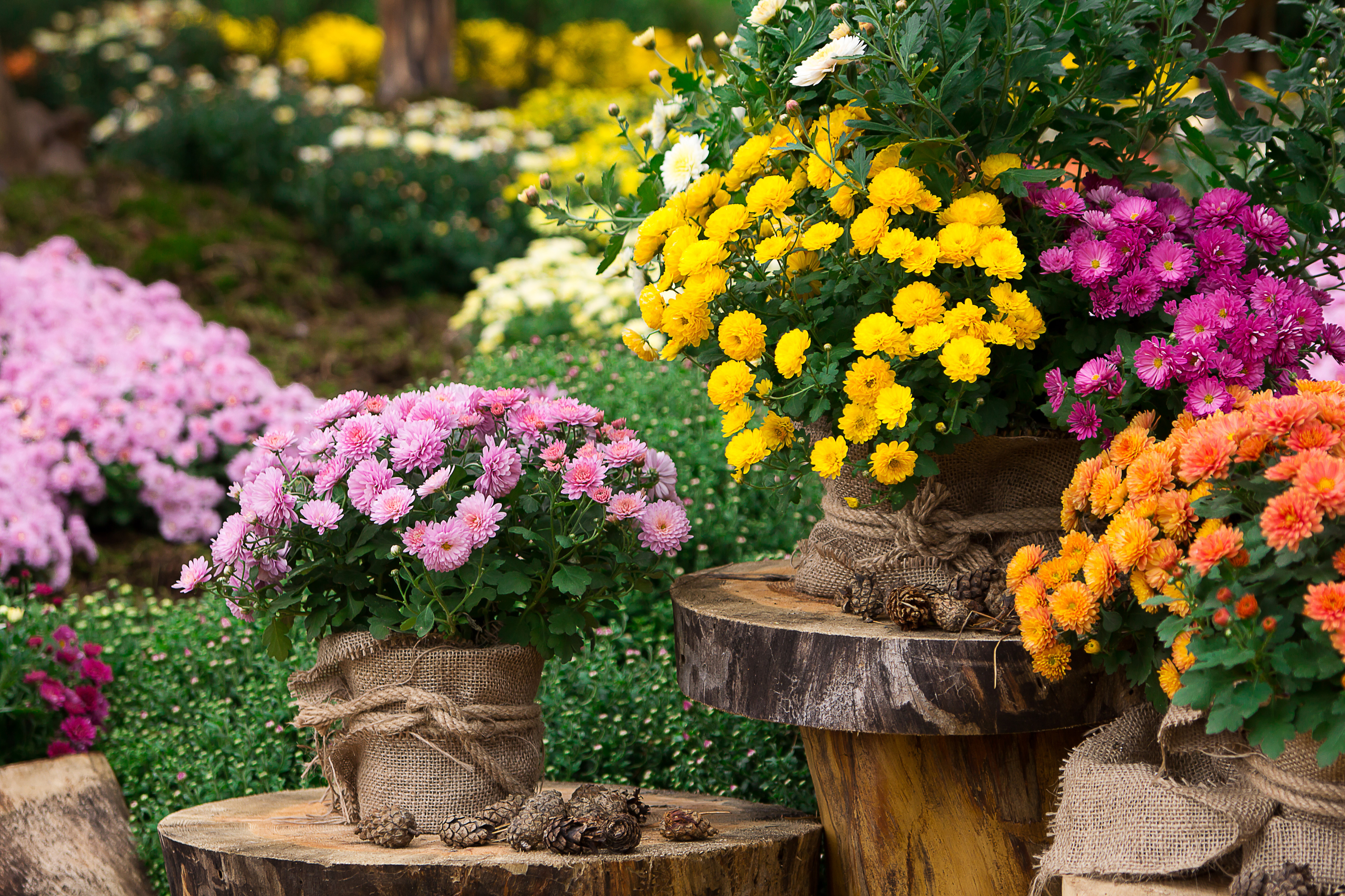 Fleur d'été au jardin : liste des plus belles fleurs et conseils d'entretien