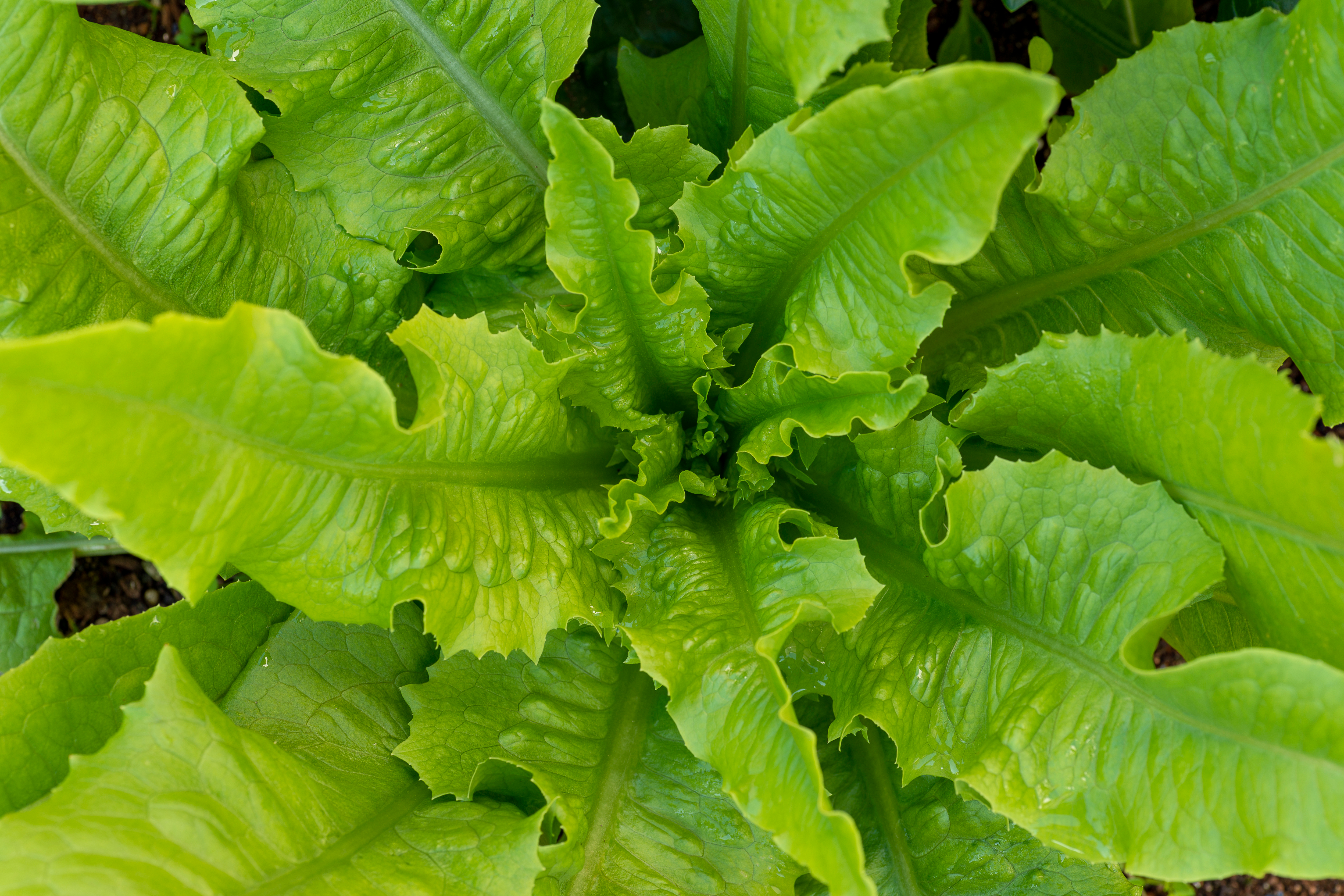 La salade romaine, une laitue résistante à la chaleur à redécouvrir. Copyright (c) 2020 Trialist/Shutterstock.