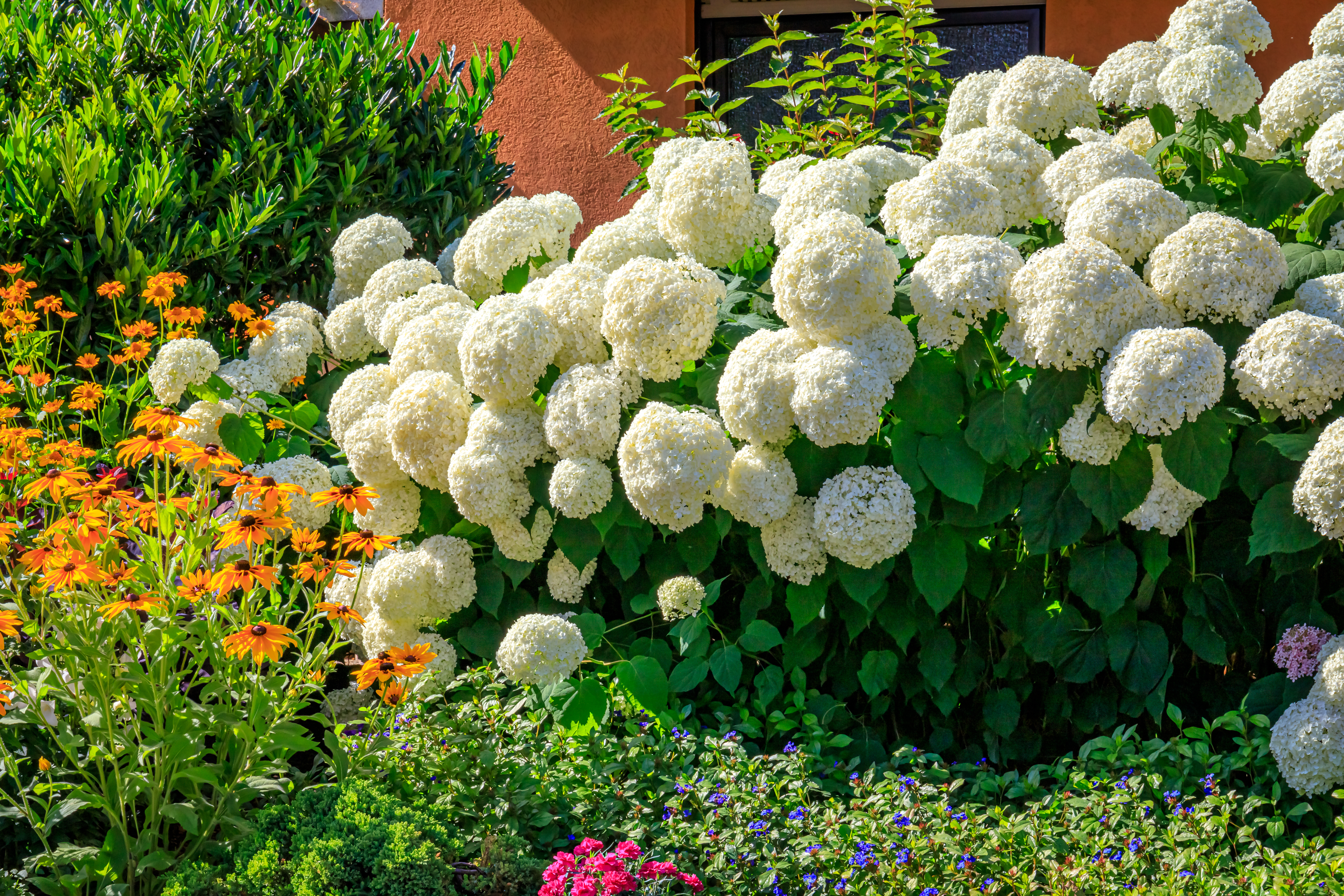 Quel bonheur de voir son jardin fleuri ! Printemps, été, automne et même hiver, fleurissez votre jardin avec les plus belles fleurs blanches. Copyright (c) 2021 nnattalli/Shutterstock.