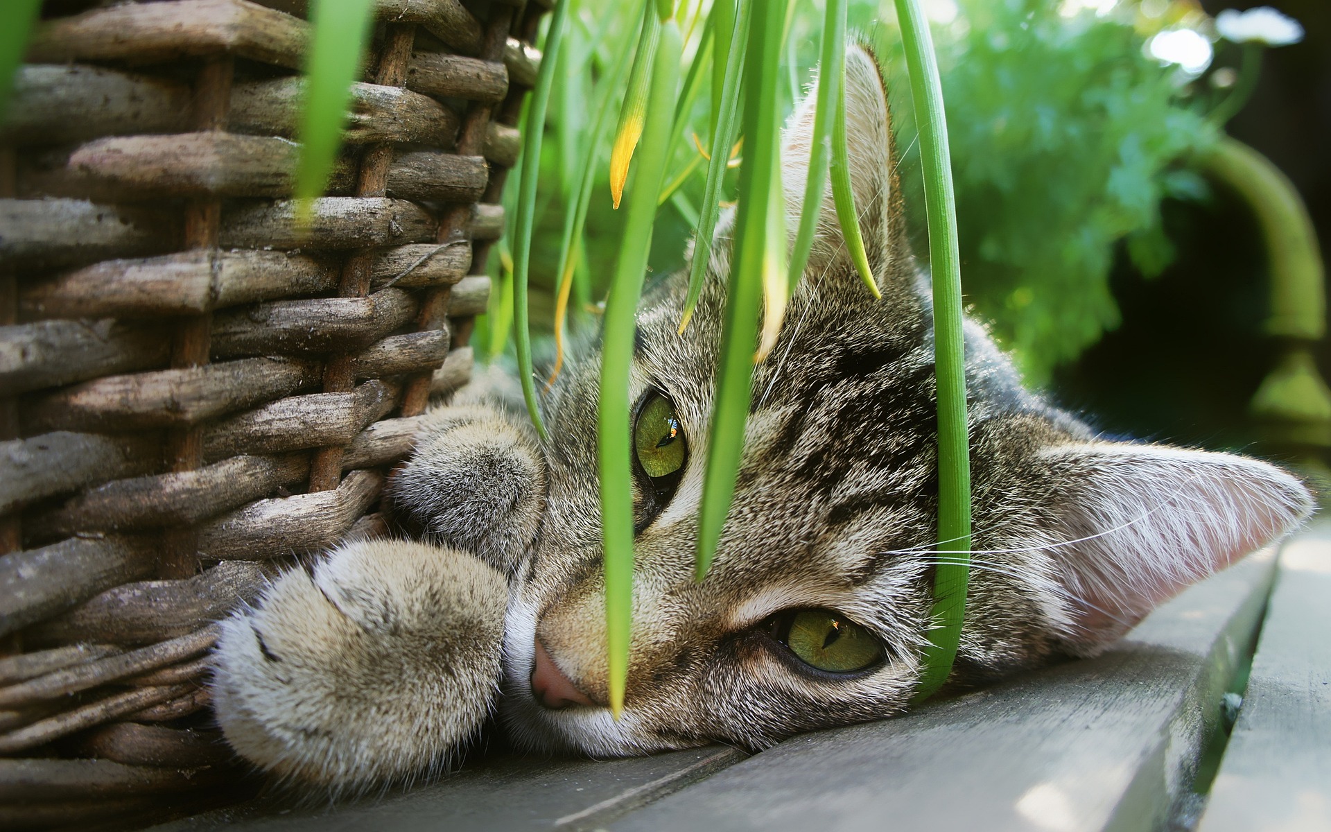 Jardinière d'herbe à chat, boîte de plantation pratique for plante