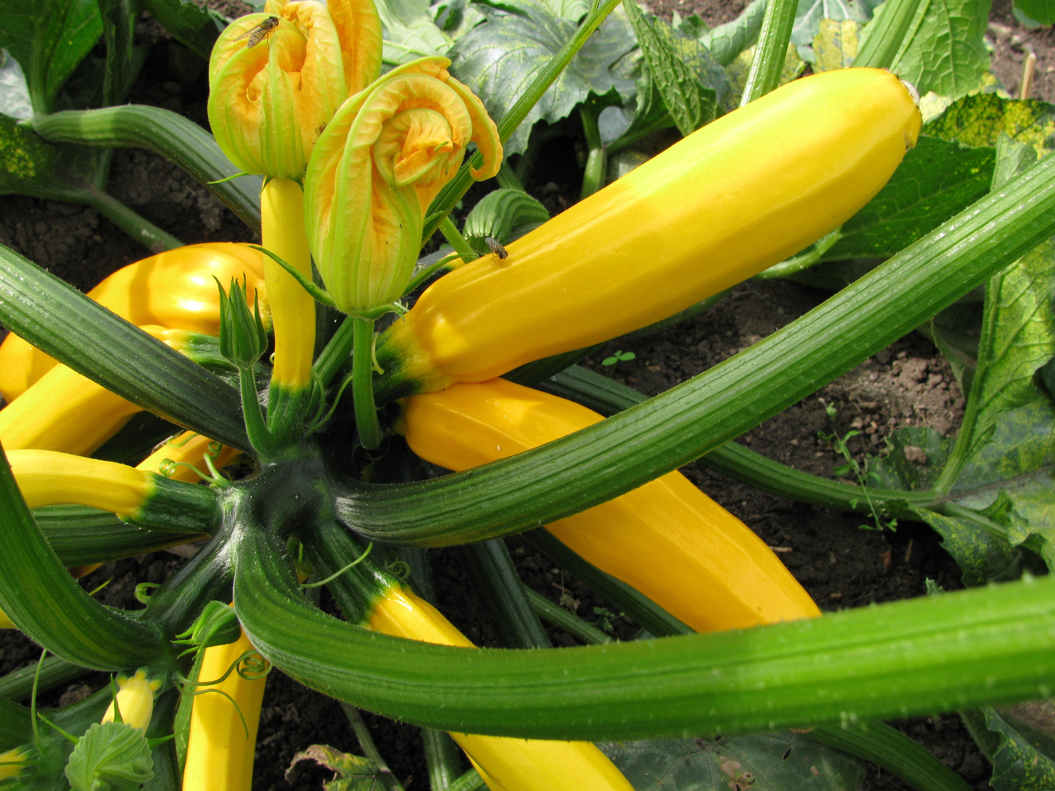 Courgette jaune : plantation, entretien, soin | Le Parisien