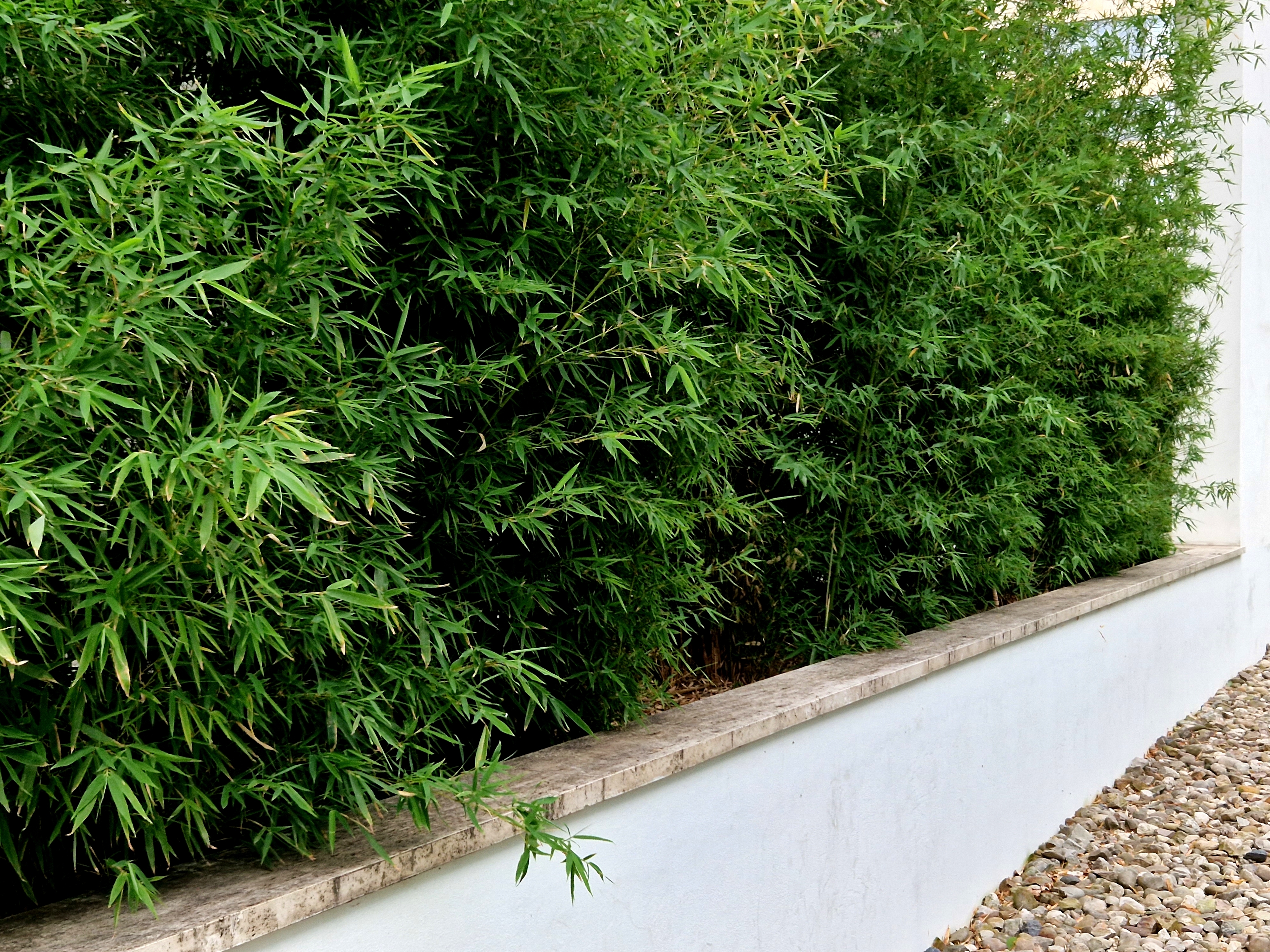 Bambou Fargesia Rufa Bloomique - Pot 23cm - 70-90cm - Résistant Hiver - Non Envahissant