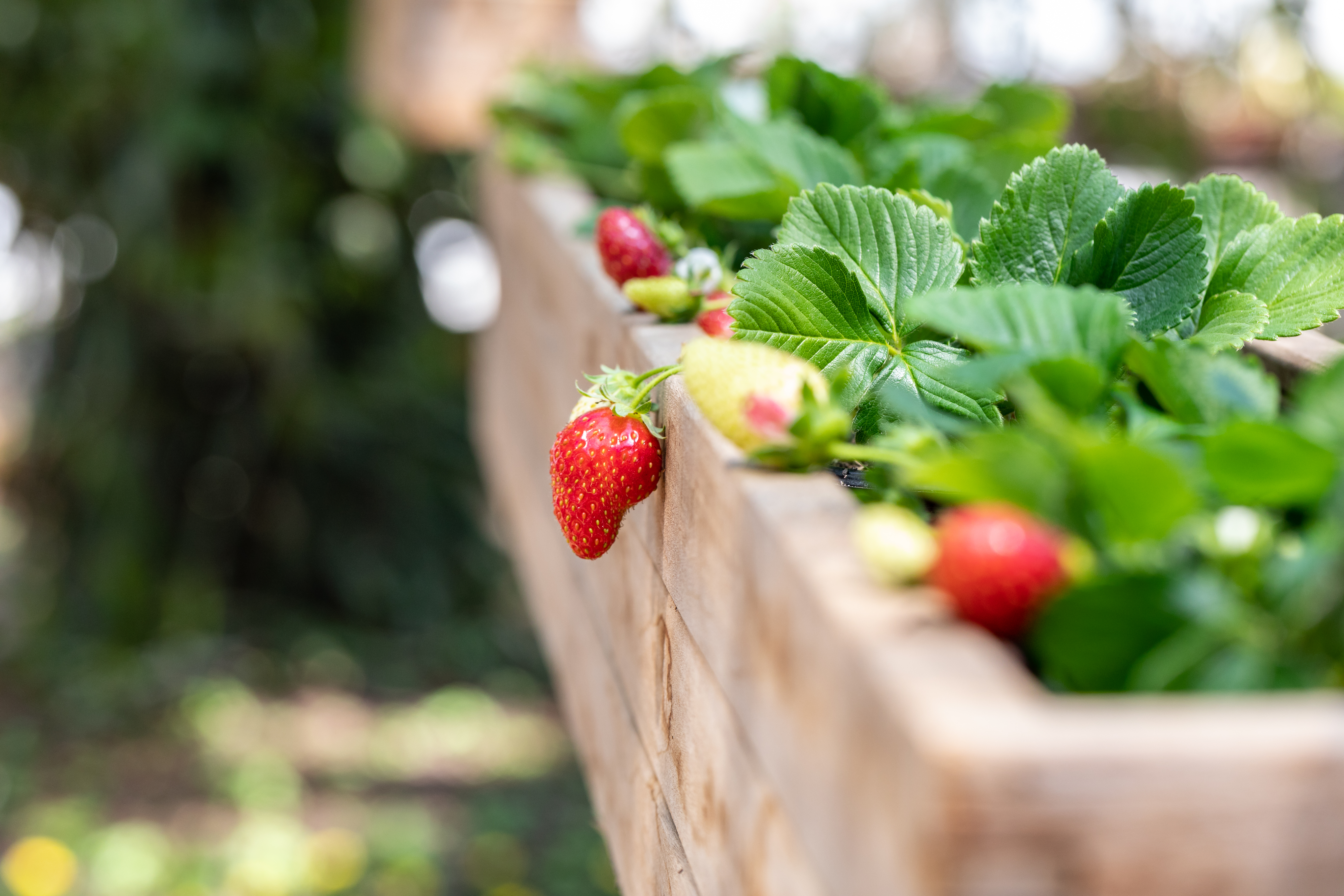 Comment réussir la plantation des fraisiers ?