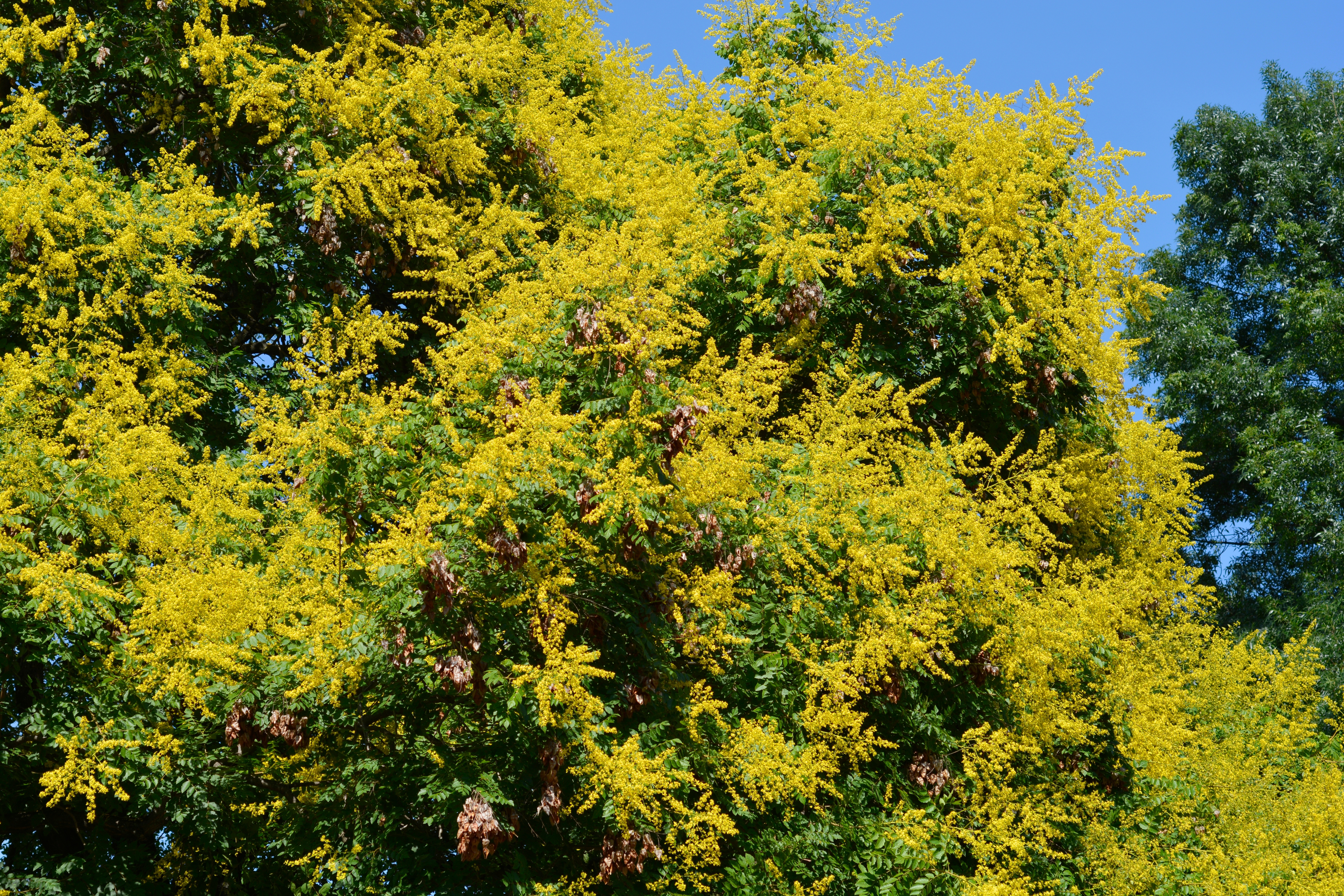 Le savonnier, un arbre aux fleurs exceptionnelles et aux vertus étonnantes. Copyright (c) 2023 Nahhana/Shutterstock.