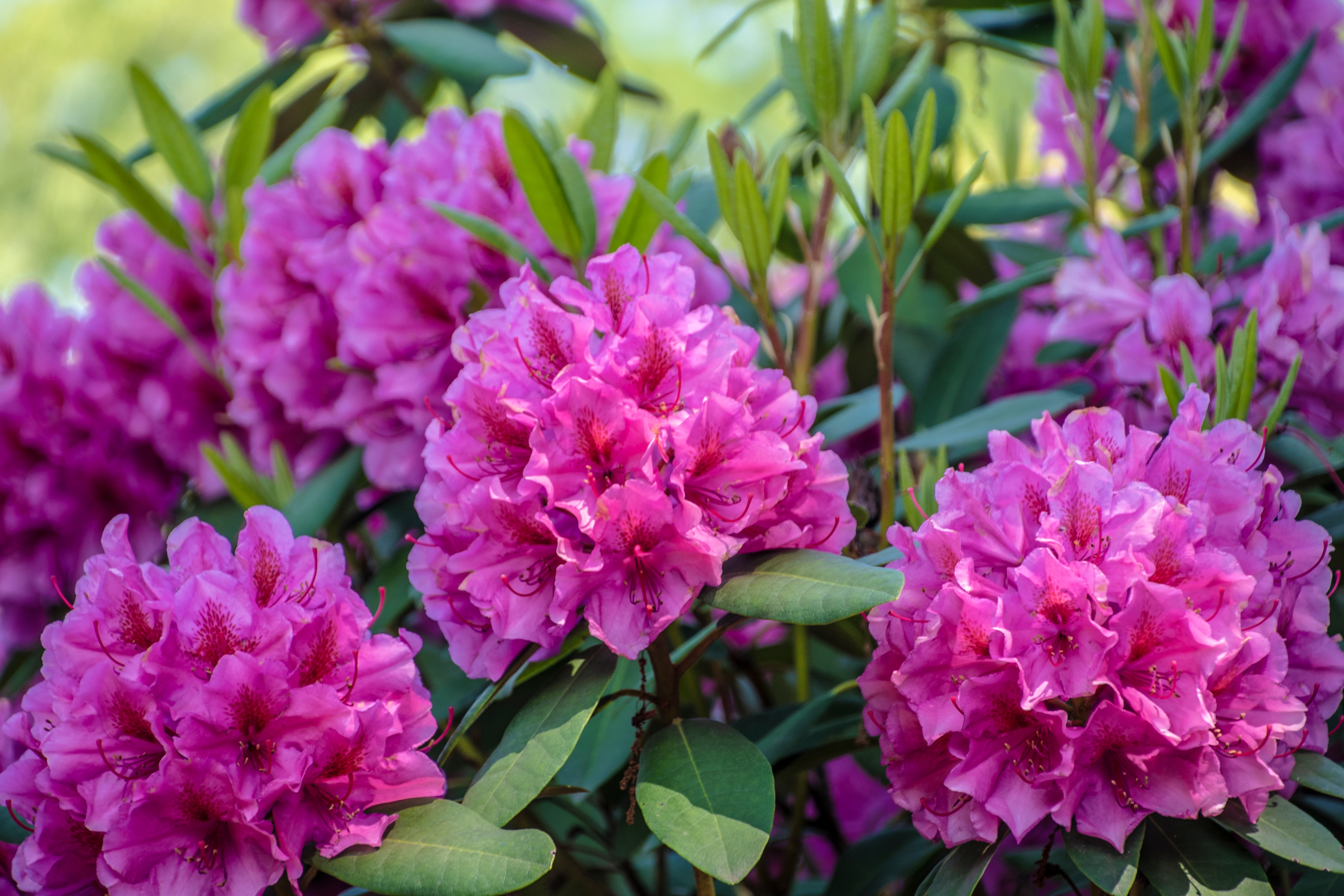 Les 20 plus belles fleurs roses au jardin : craquez pour cette couleur romantique ! Copyright (c) 2021 Brita Seifert/Shutterstock.